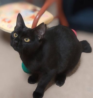 雑種（ミックス猫）・メスの里親募集の写真