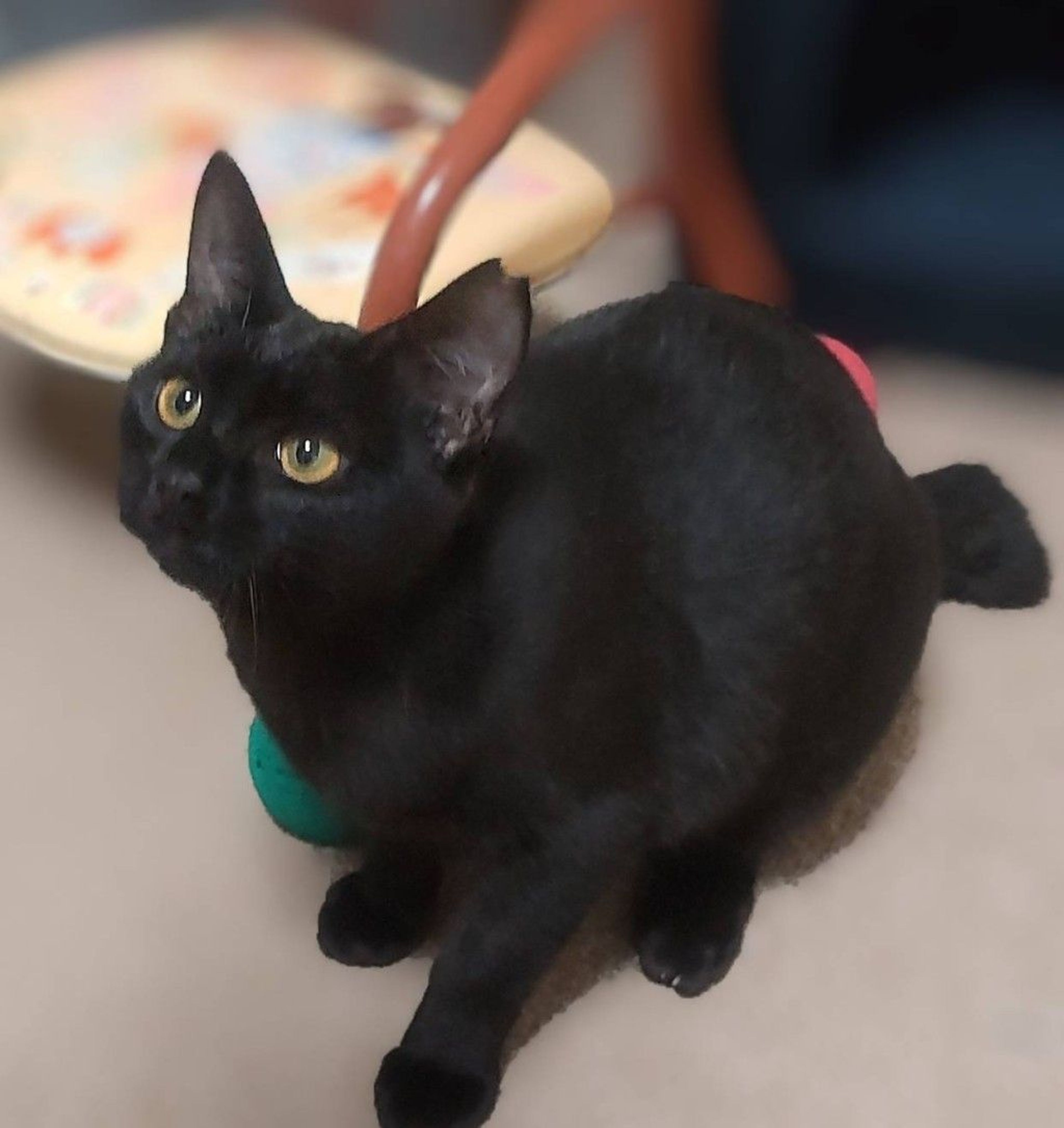 雑種（ミックス猫）・メスの里親募集の写真