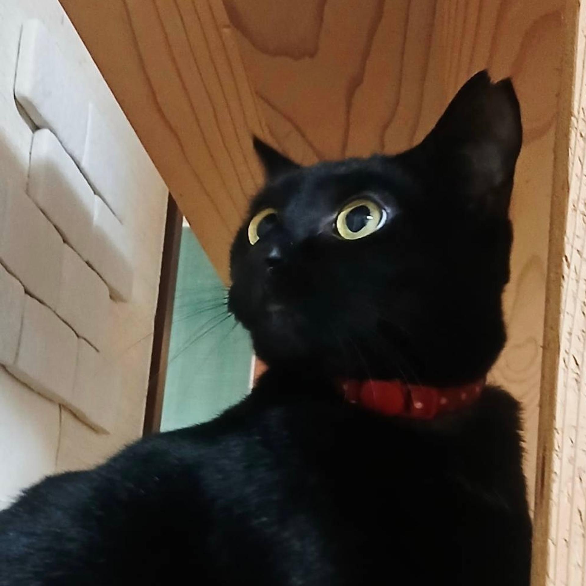 pet-image-4