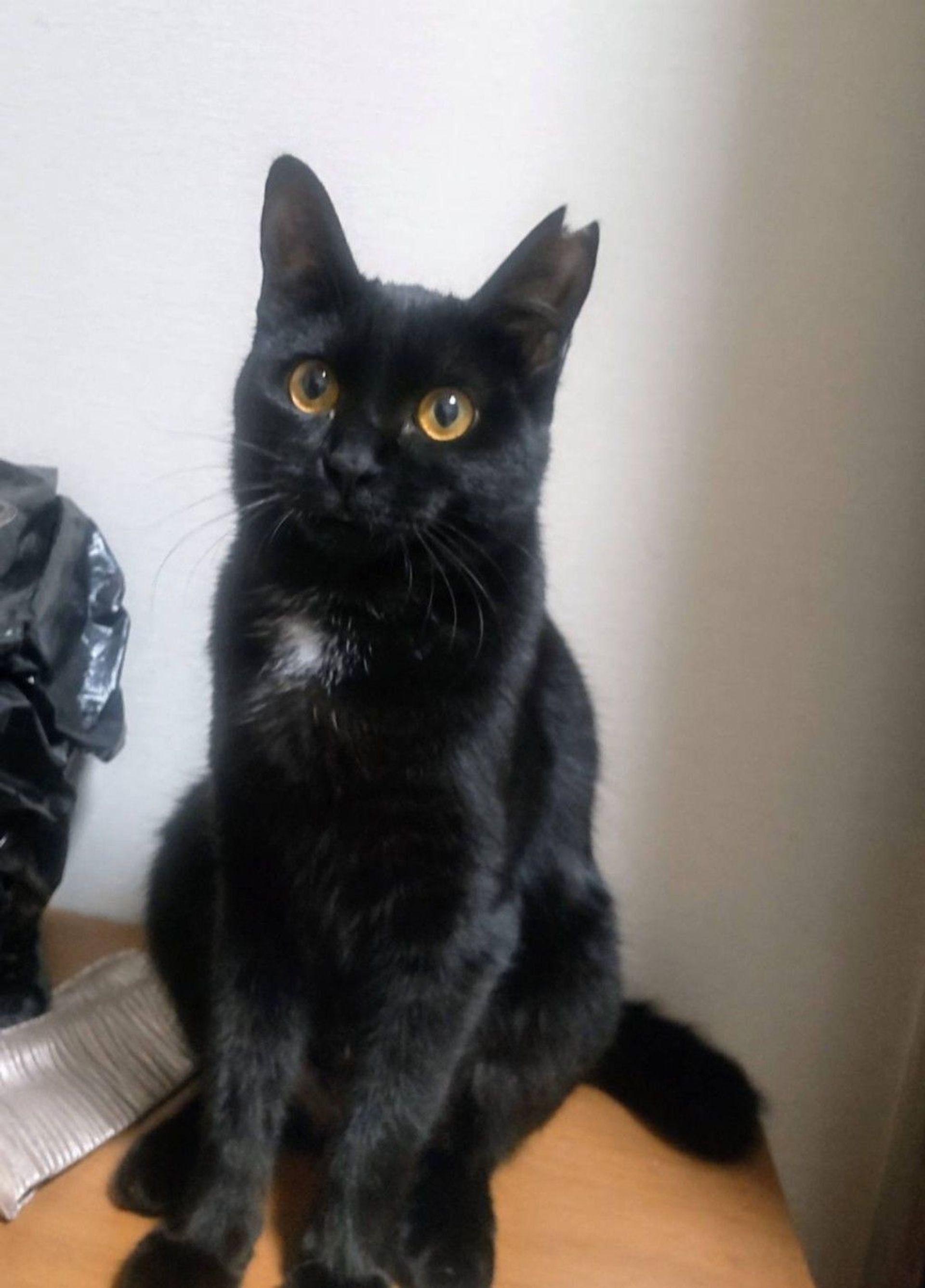 雑種（ミックス猫）・メスの里親募集の写真