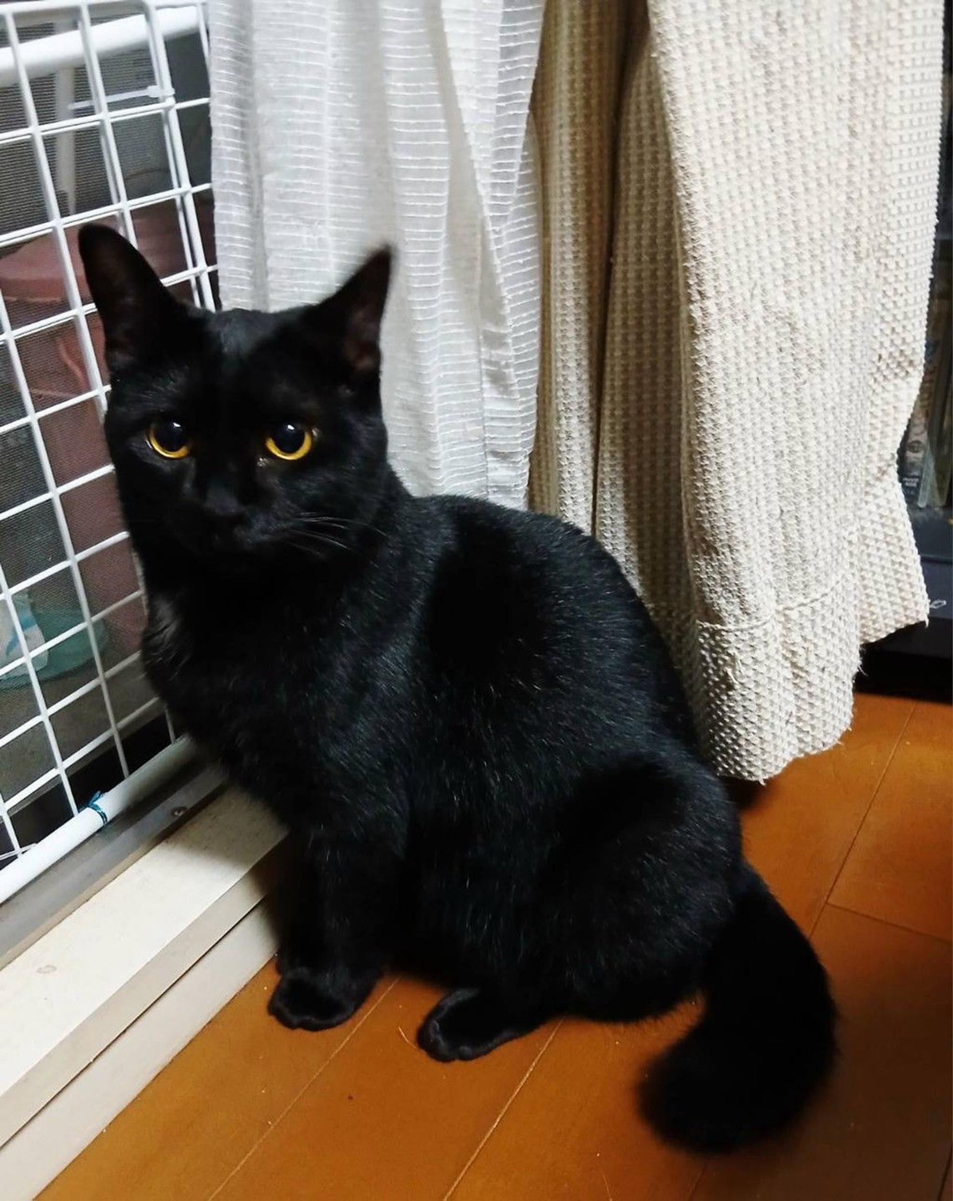 pet-image-4