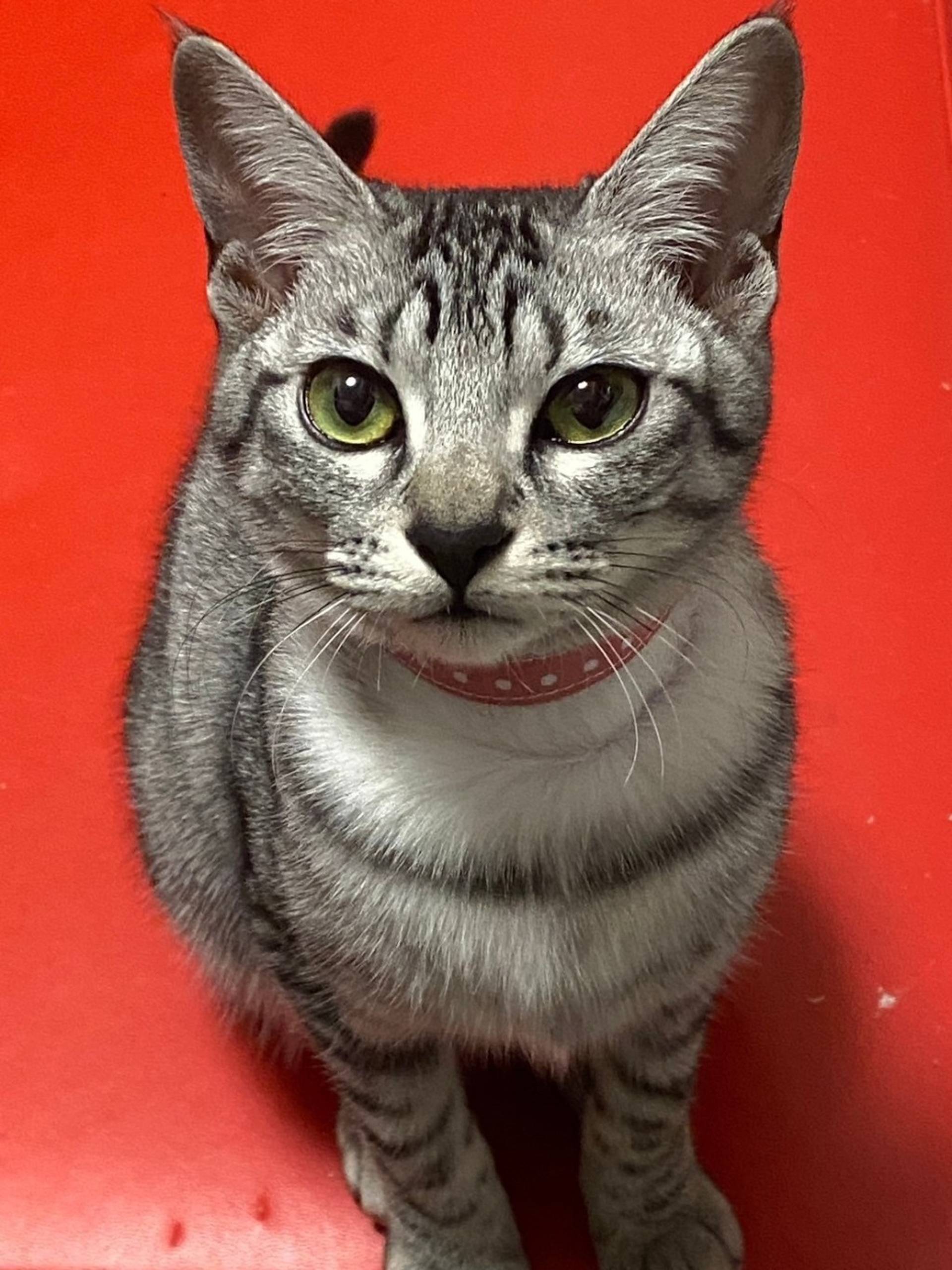 雑種（ミックス猫）・メスの里親募集の写真