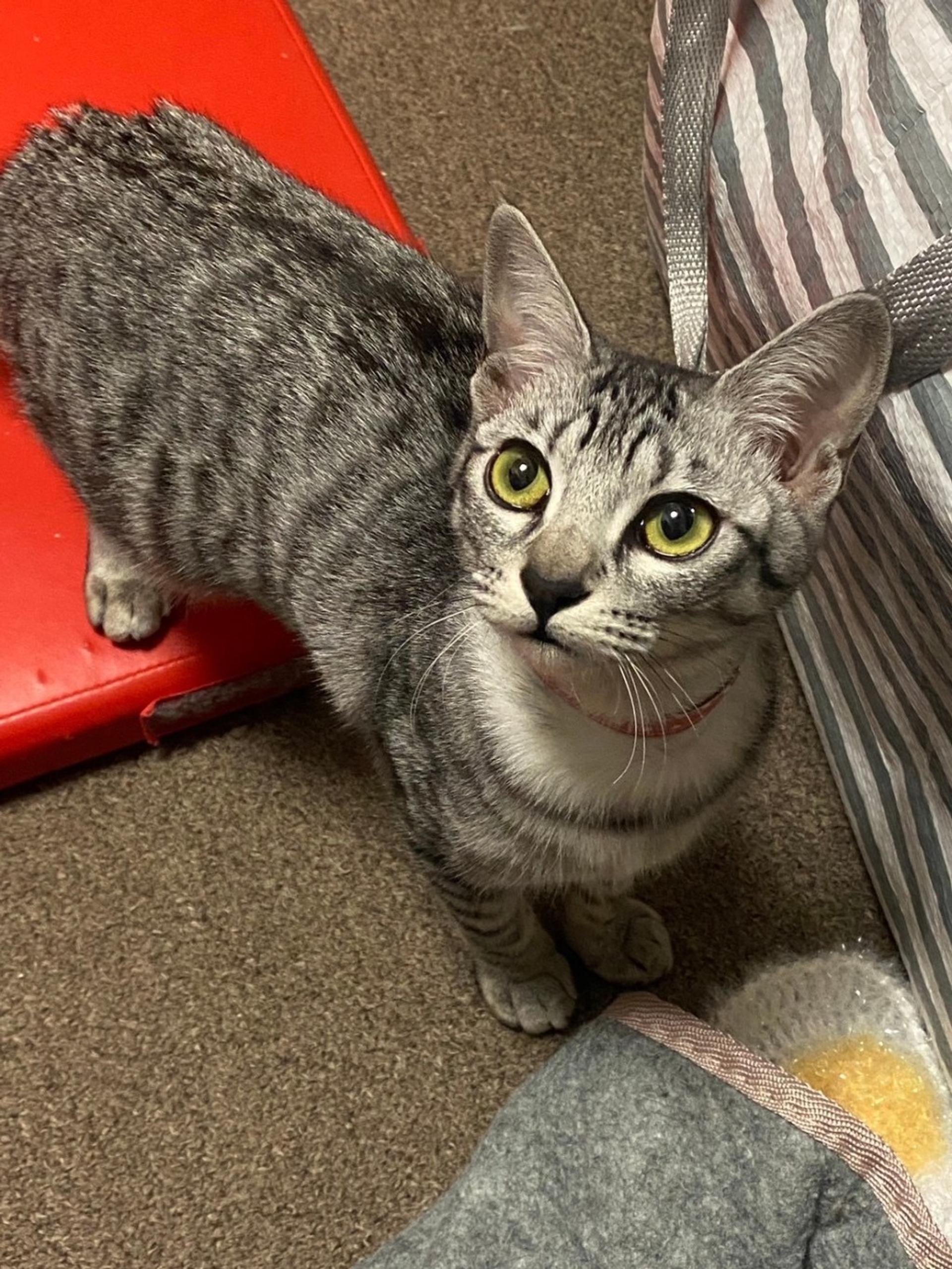 pet-image-2