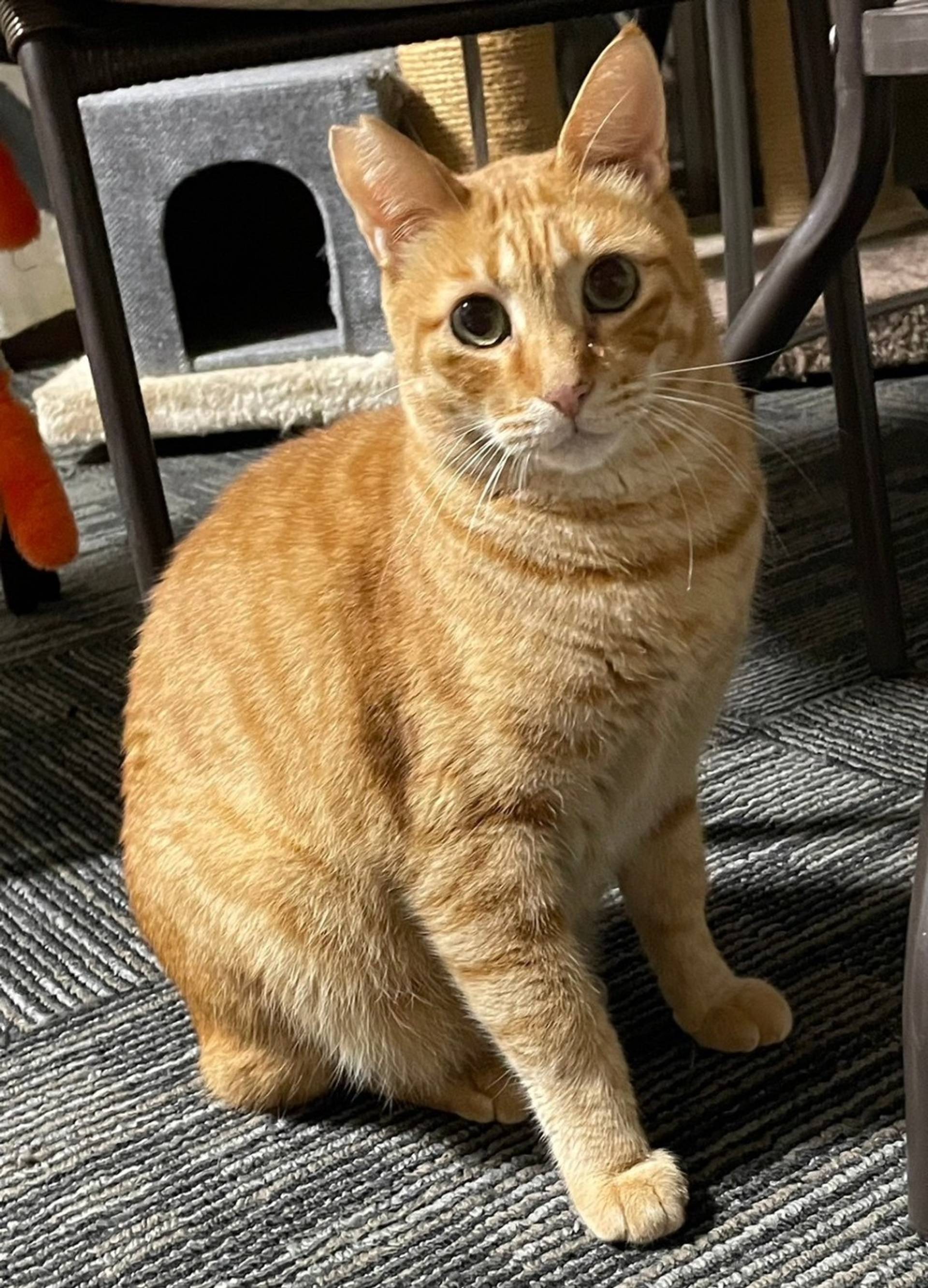 雑種（ミックス猫）・オスの里親募集の写真