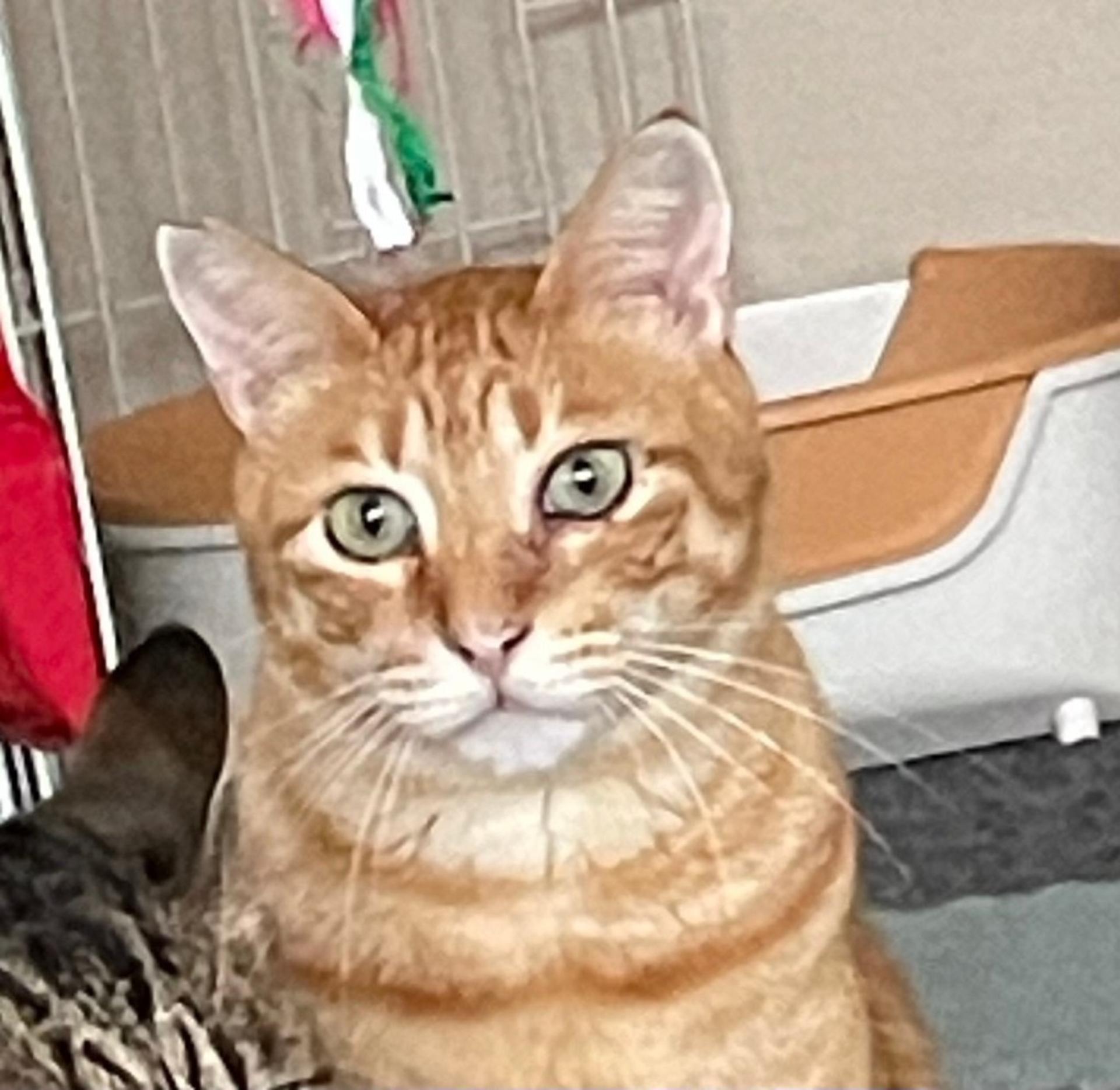 pet-image-2
