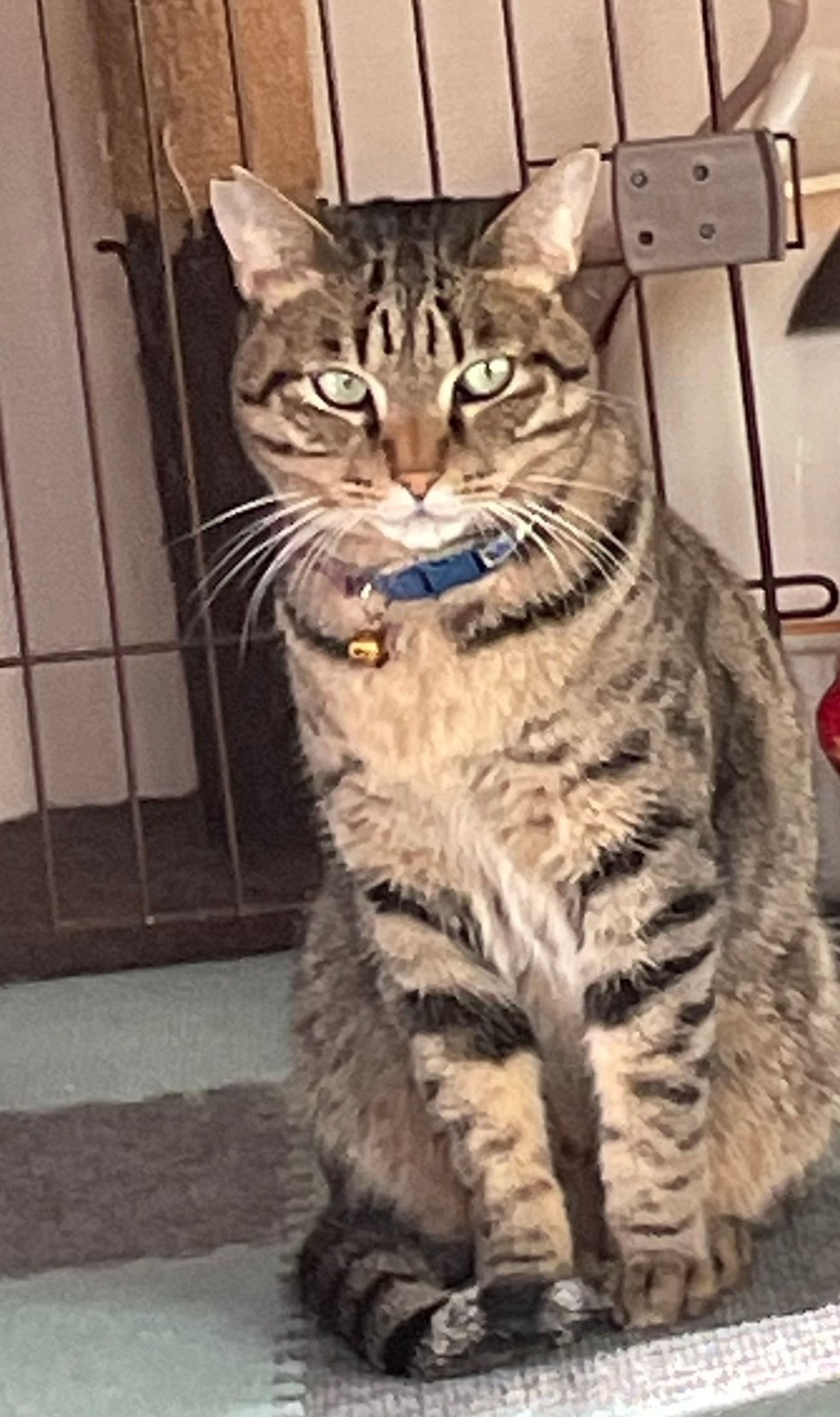 雑種（ミックス猫）・オスの里親募集の写真
