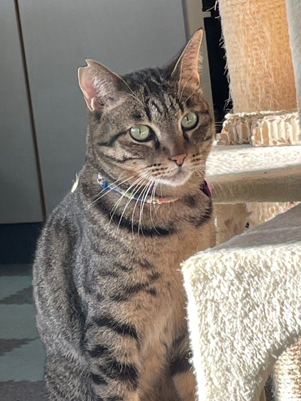 猫好きマー君 132] From a town idol to a companion in the home ㊗️Is it