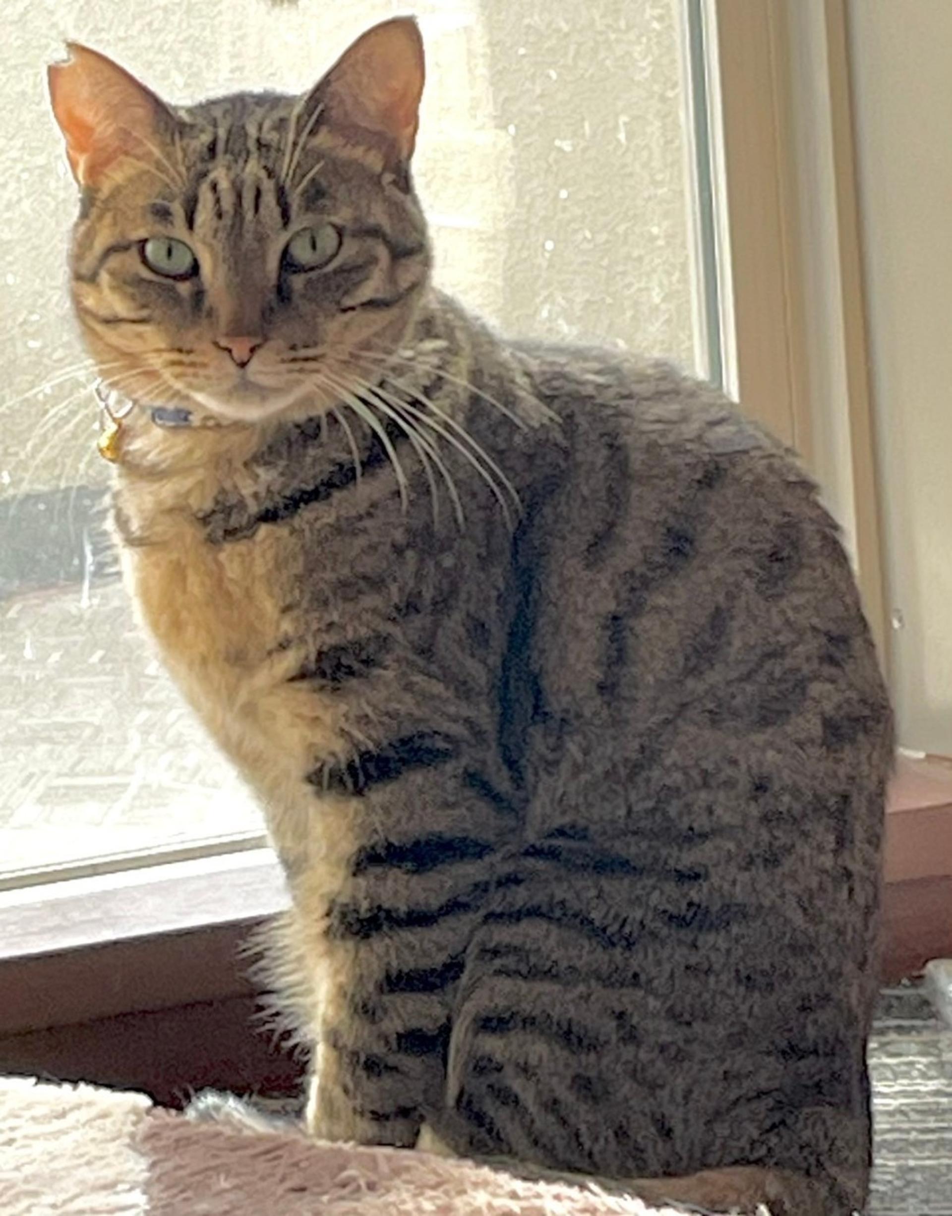 pet-image-3