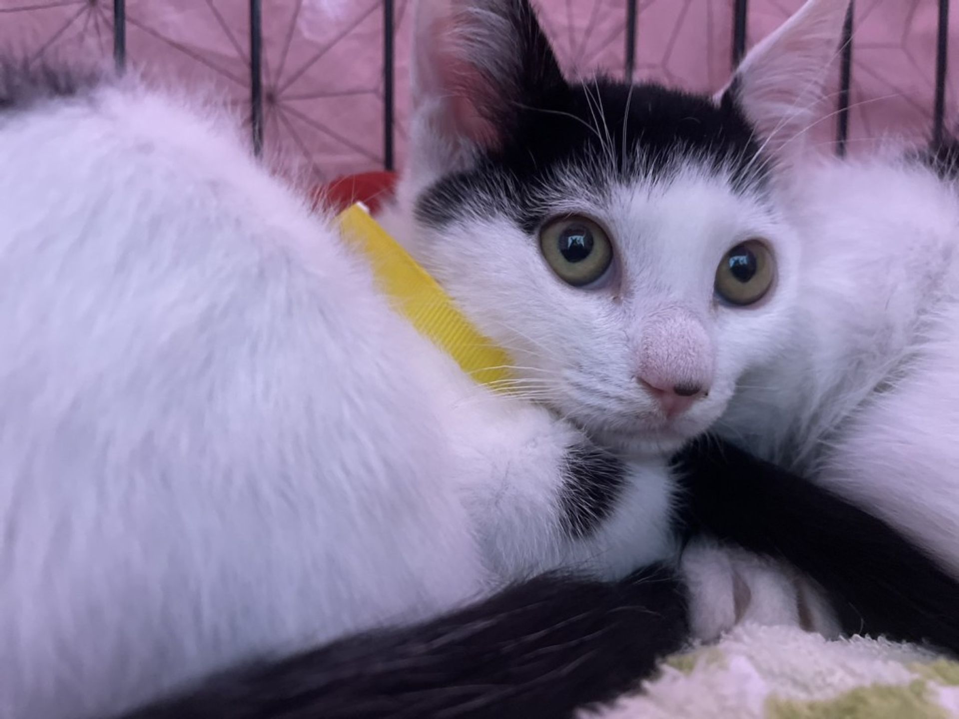 雑種（ミックス猫）・オスの里親募集の写真