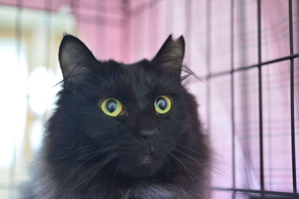 【期間限定値下げ】 名入れ 猫 はみ出しスクゥエア型 　猫　長毛種　黒 美味しそうに食べるところもずっと見ていられる☺️💓 Yum Yum