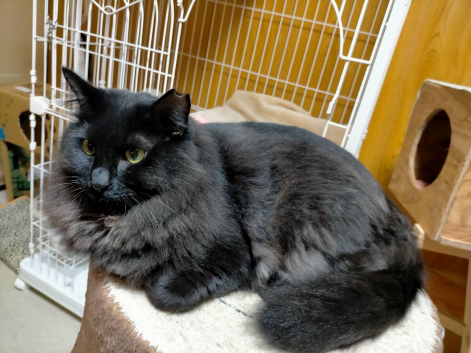雑種（ミックス猫）・メスの里親募集の写真