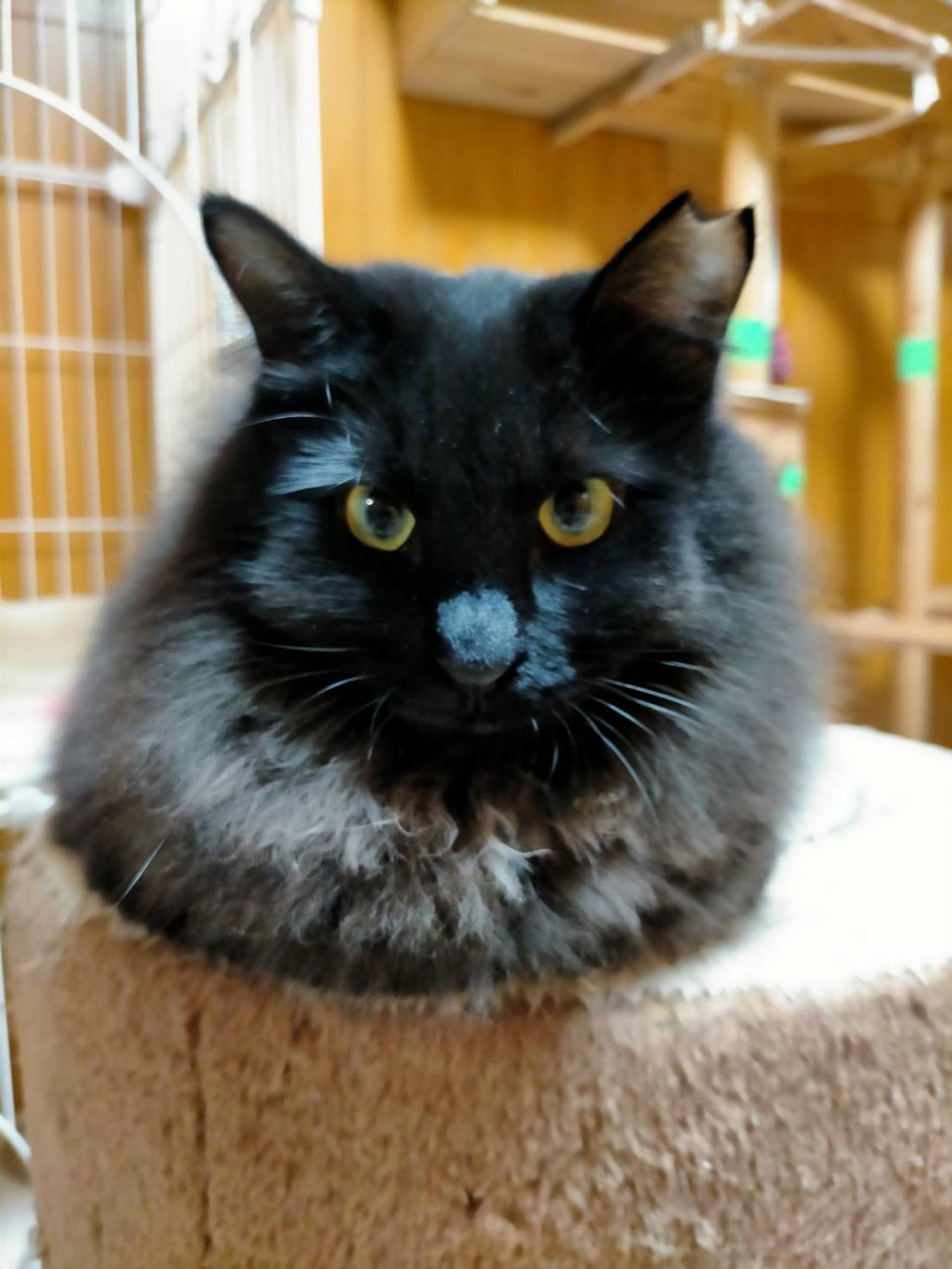 pet-image-5