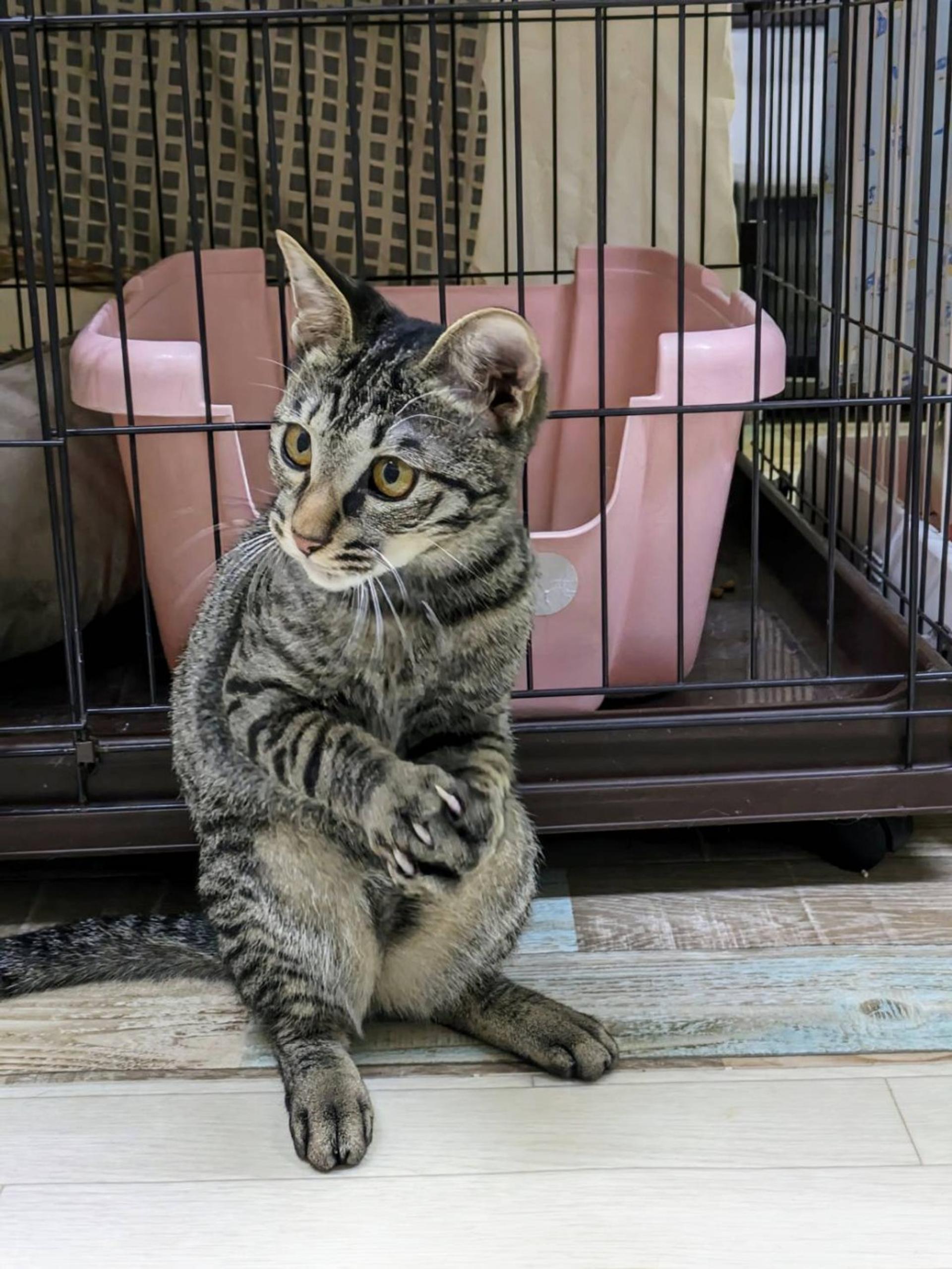 pet-image-2