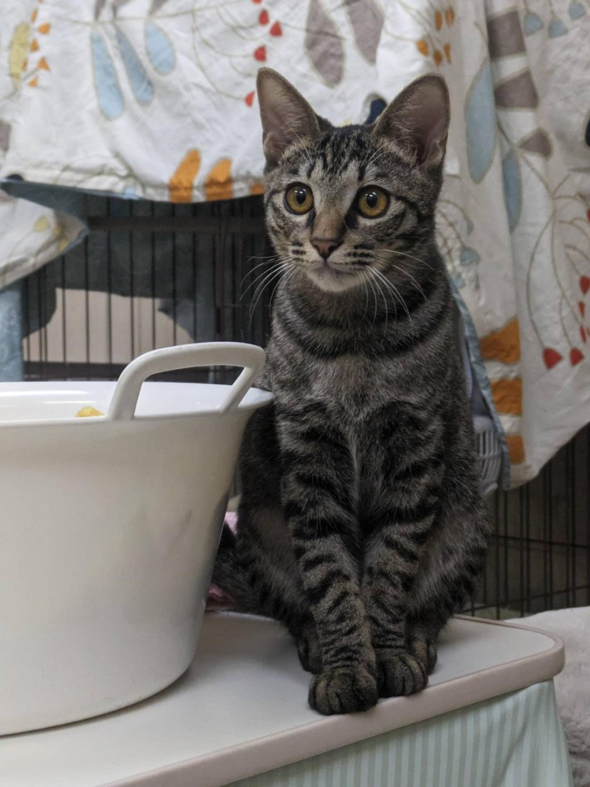 pet-image-3