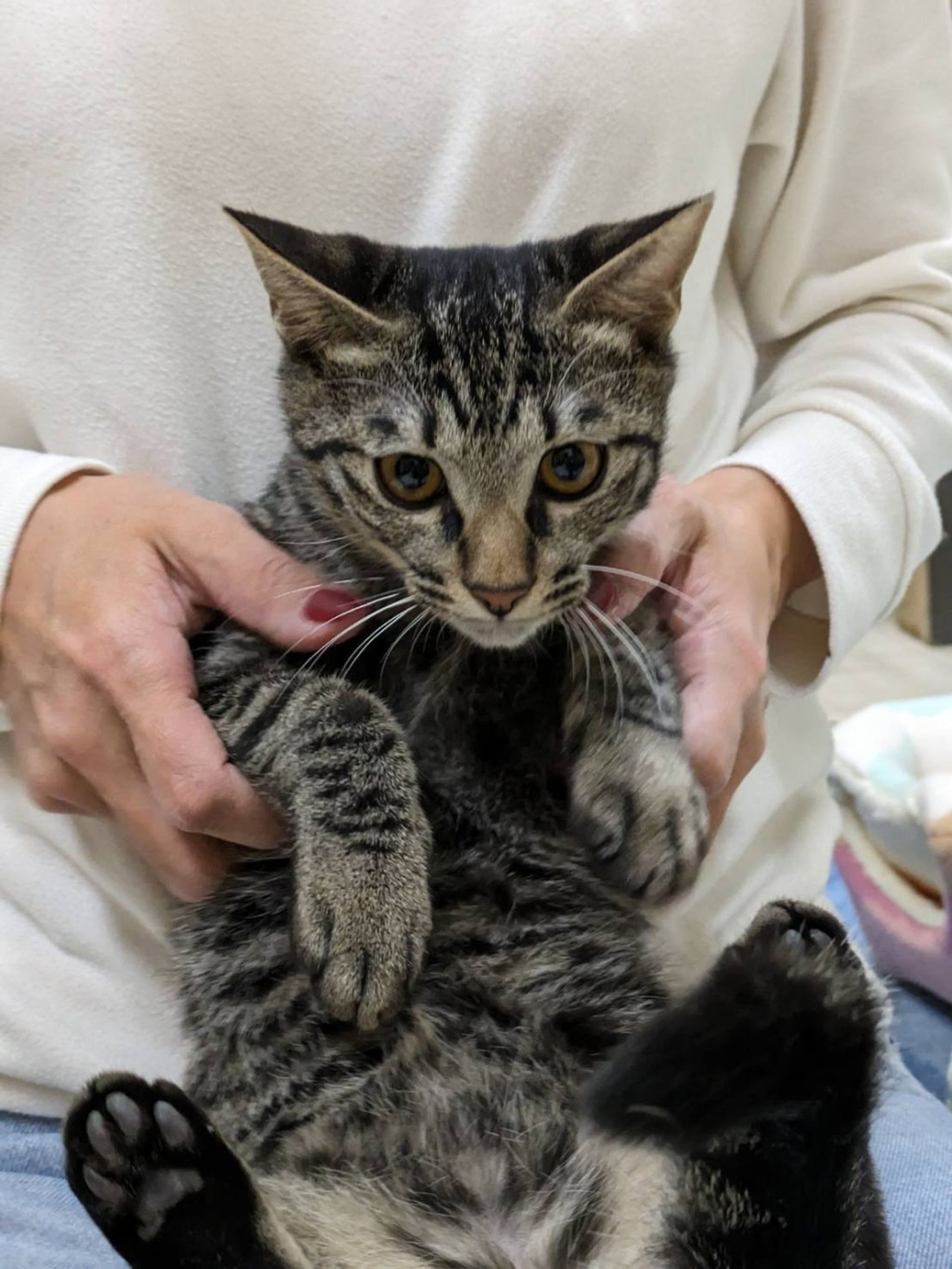 雑種（ミックス猫）・オスの里親募集の写真