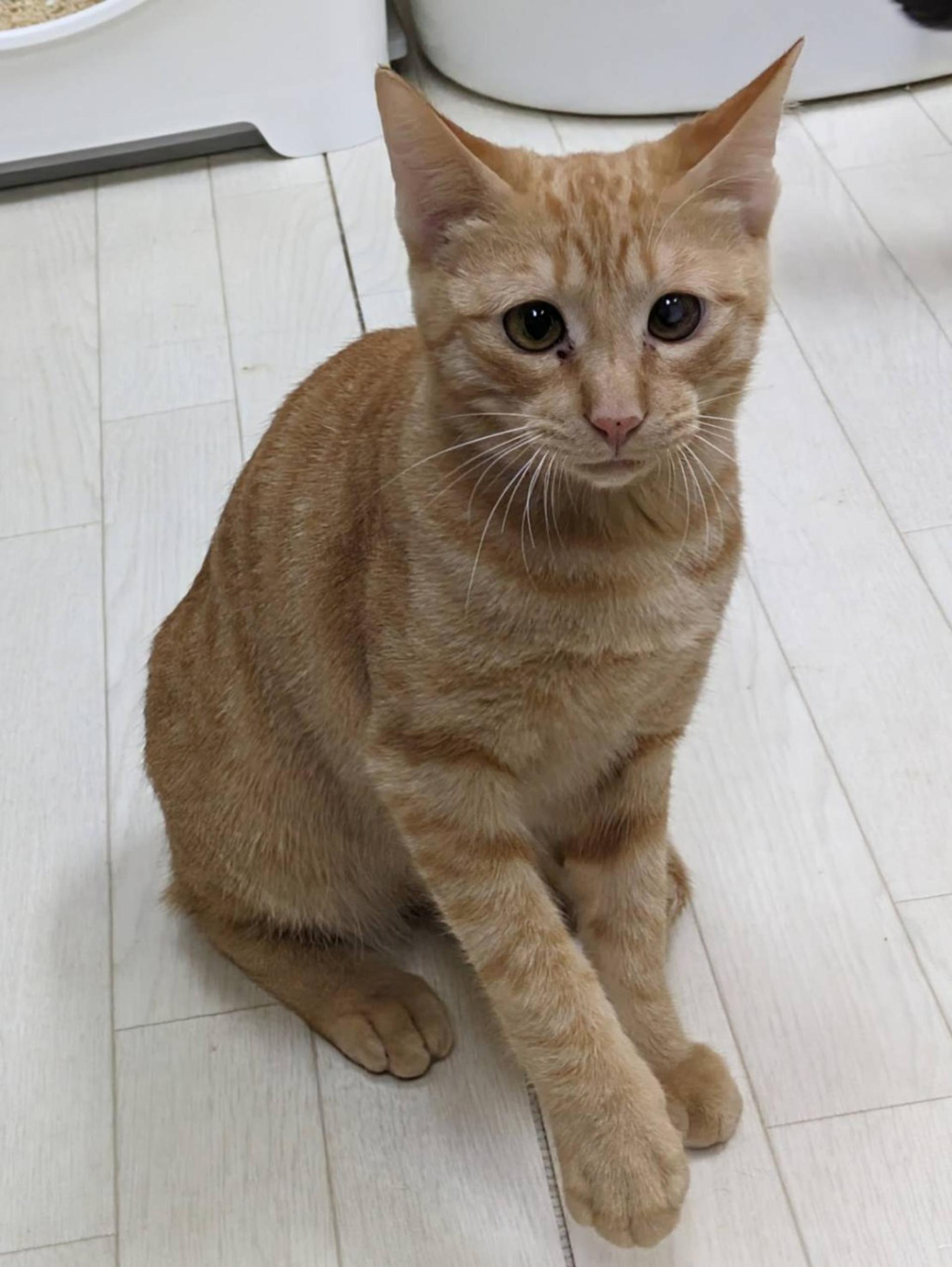 pet-image-3