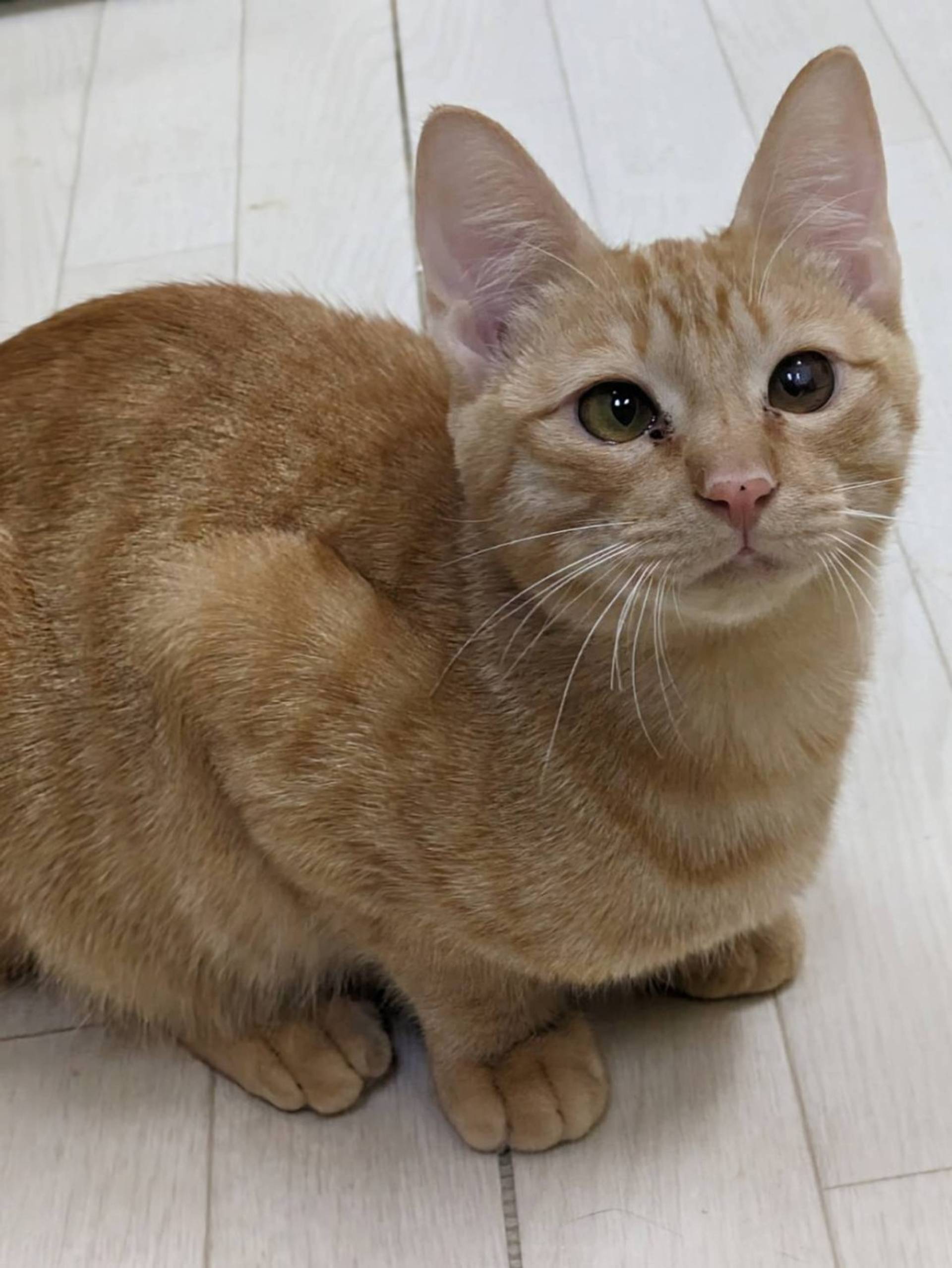 雑種（ミックス猫）・オスの里親募集の写真