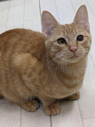 チャオくんの写真