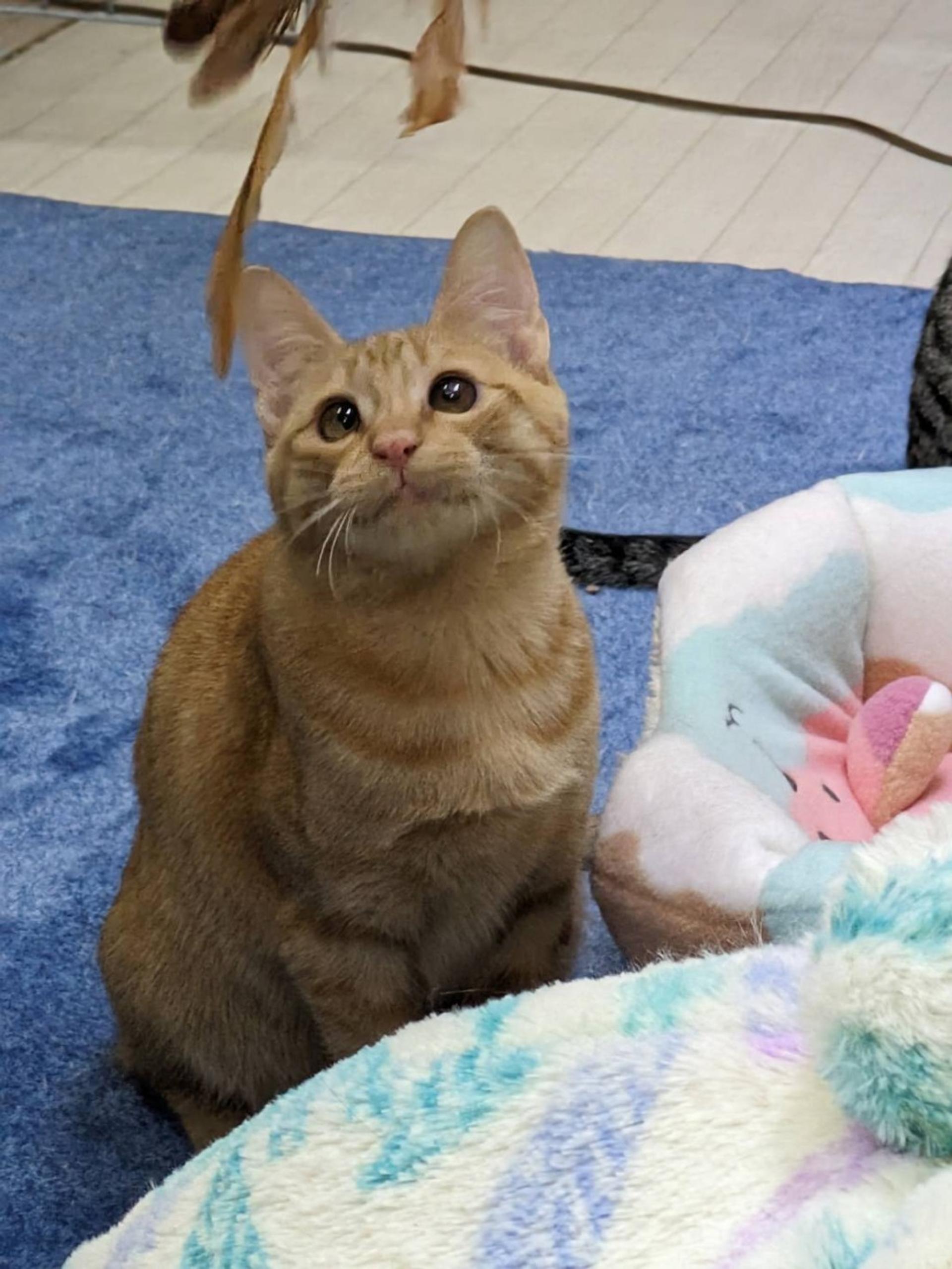pet-image-2