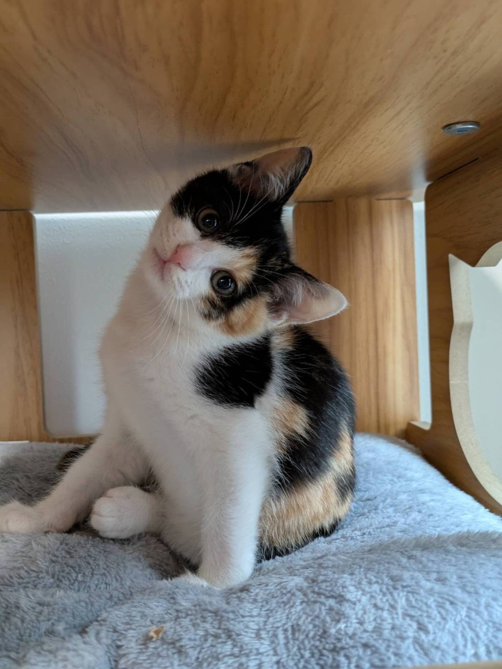 雑種（ミックス猫）・メスの里親募集の写真