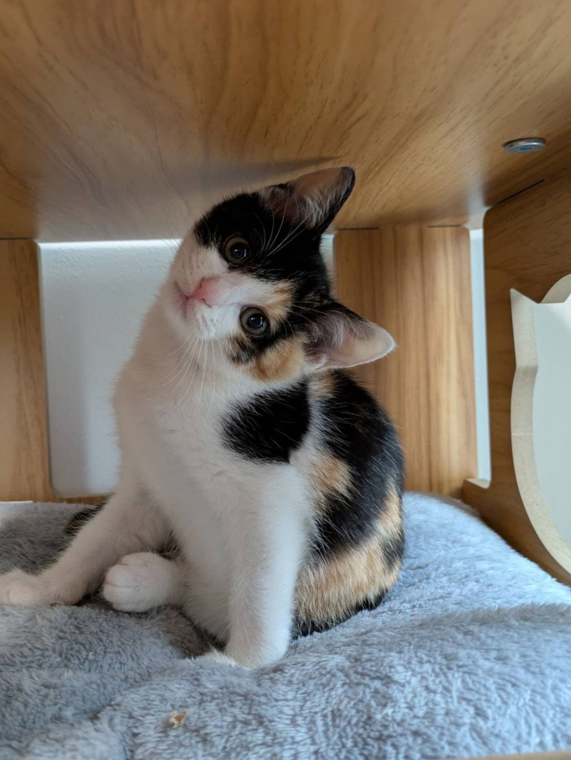 雑種（ミックス猫）・メスの里親募集の写真