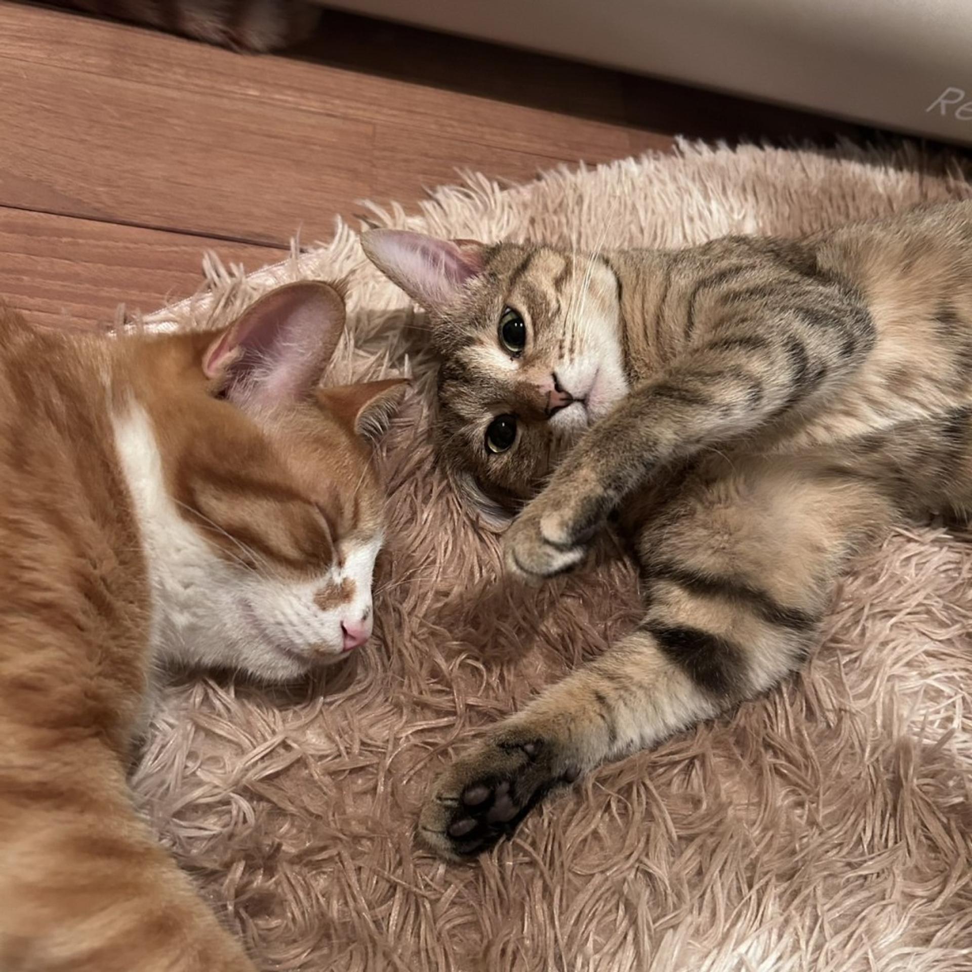 pet-image-9