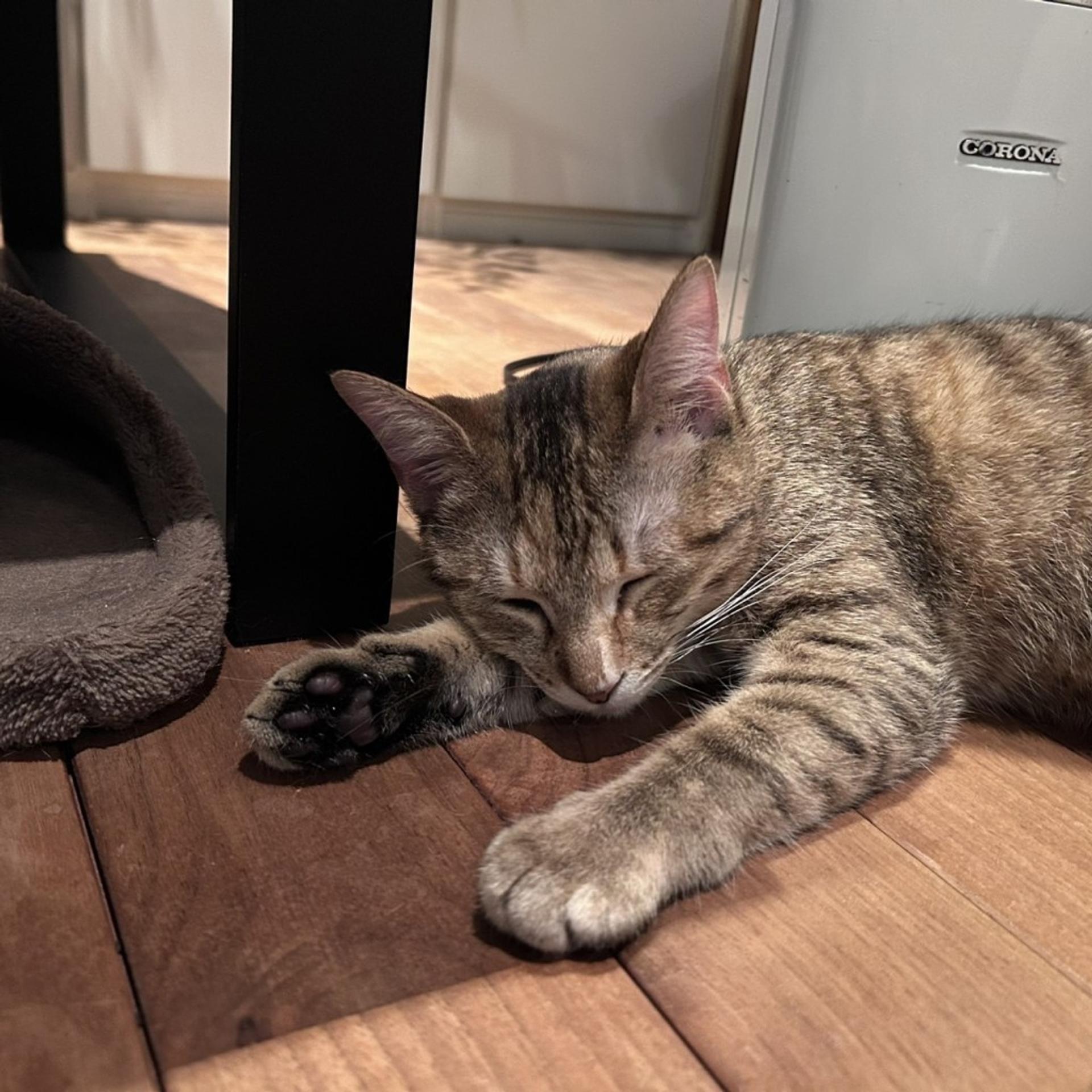 pet-image-6
