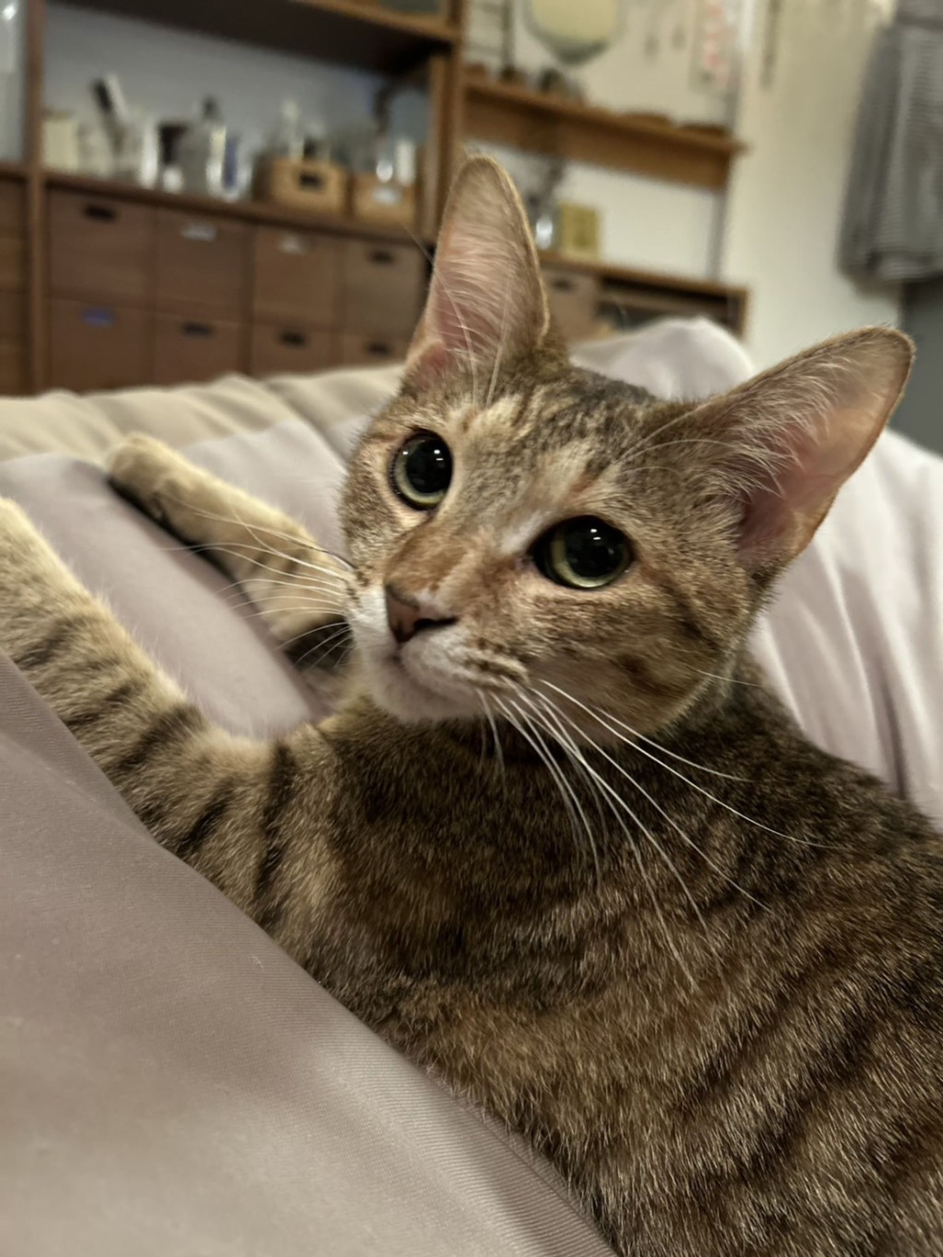 雑種（ミックス猫）・メスの里親募集の写真