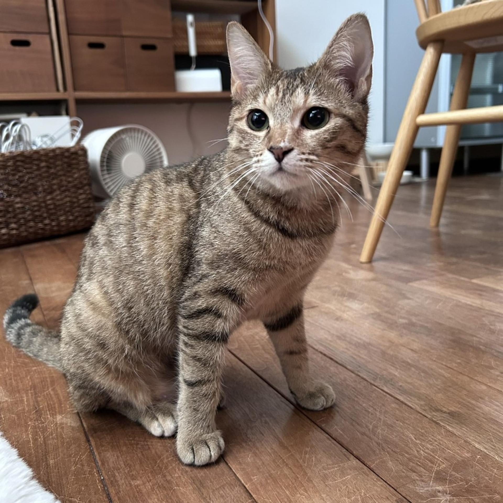 pet-image-2