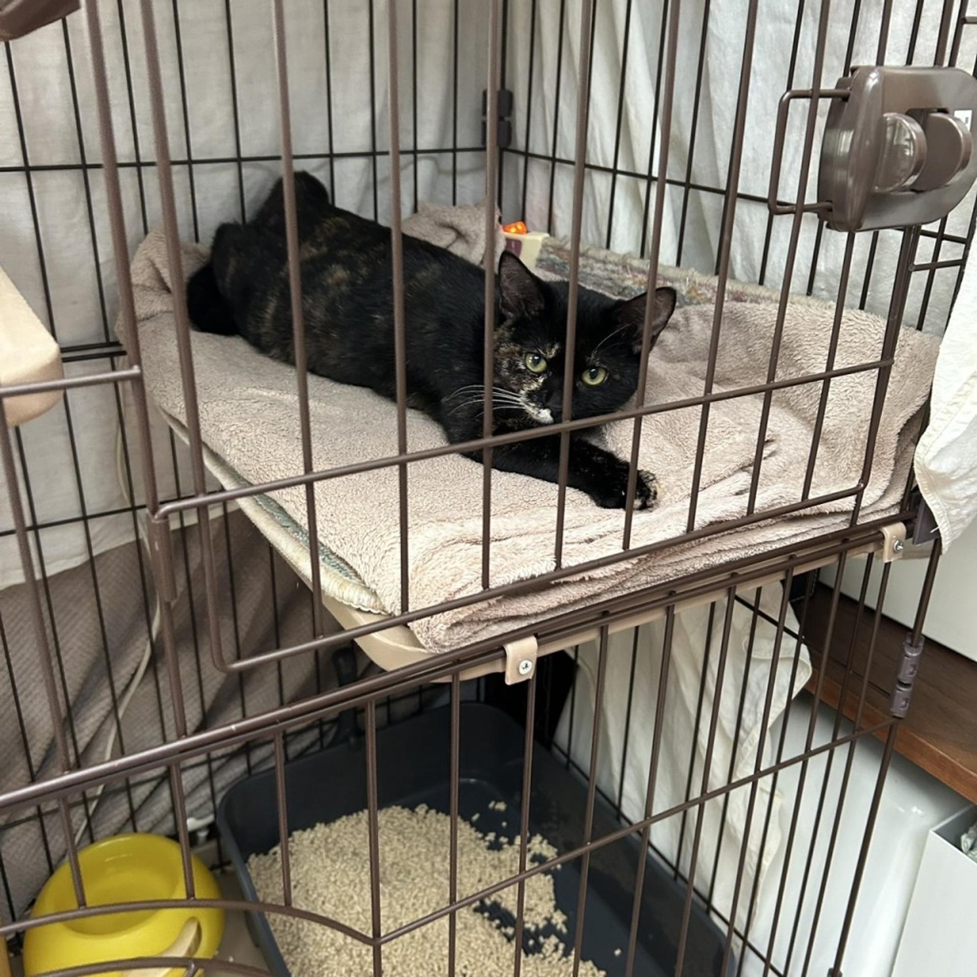 pet-image-6