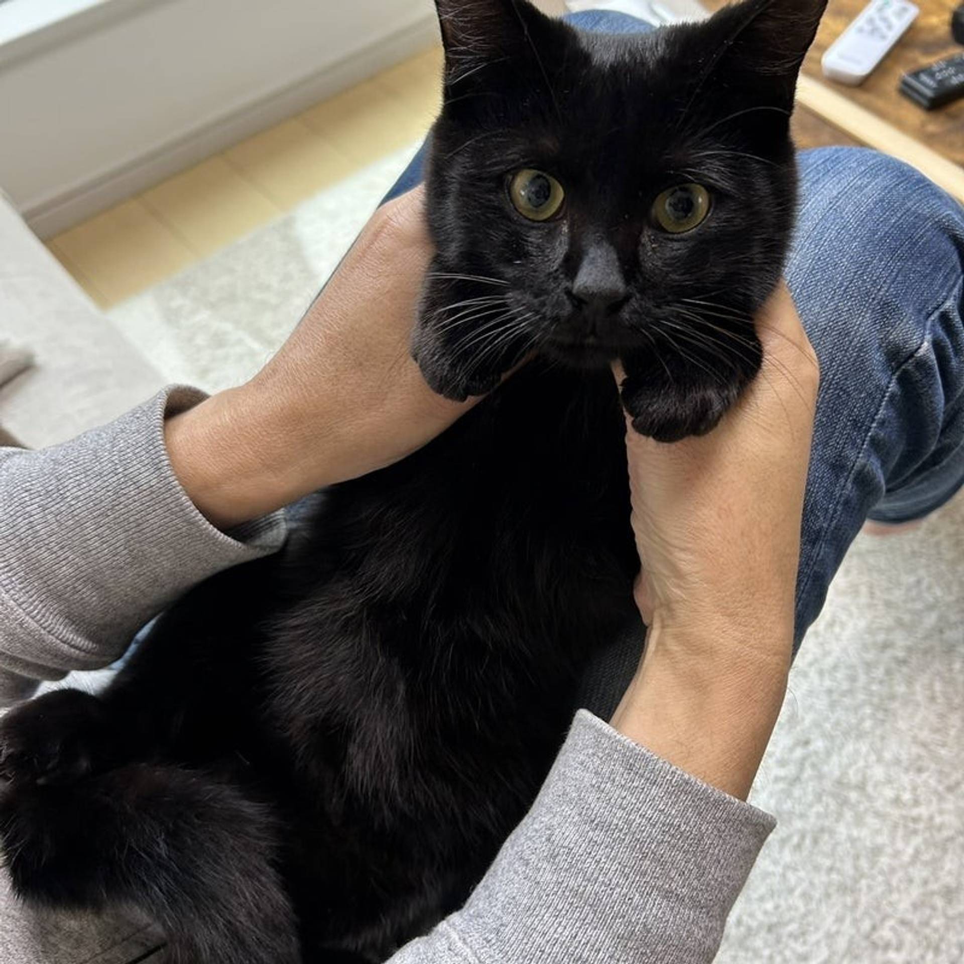 雑種（ミックス猫）・オスの里親募集の写真
