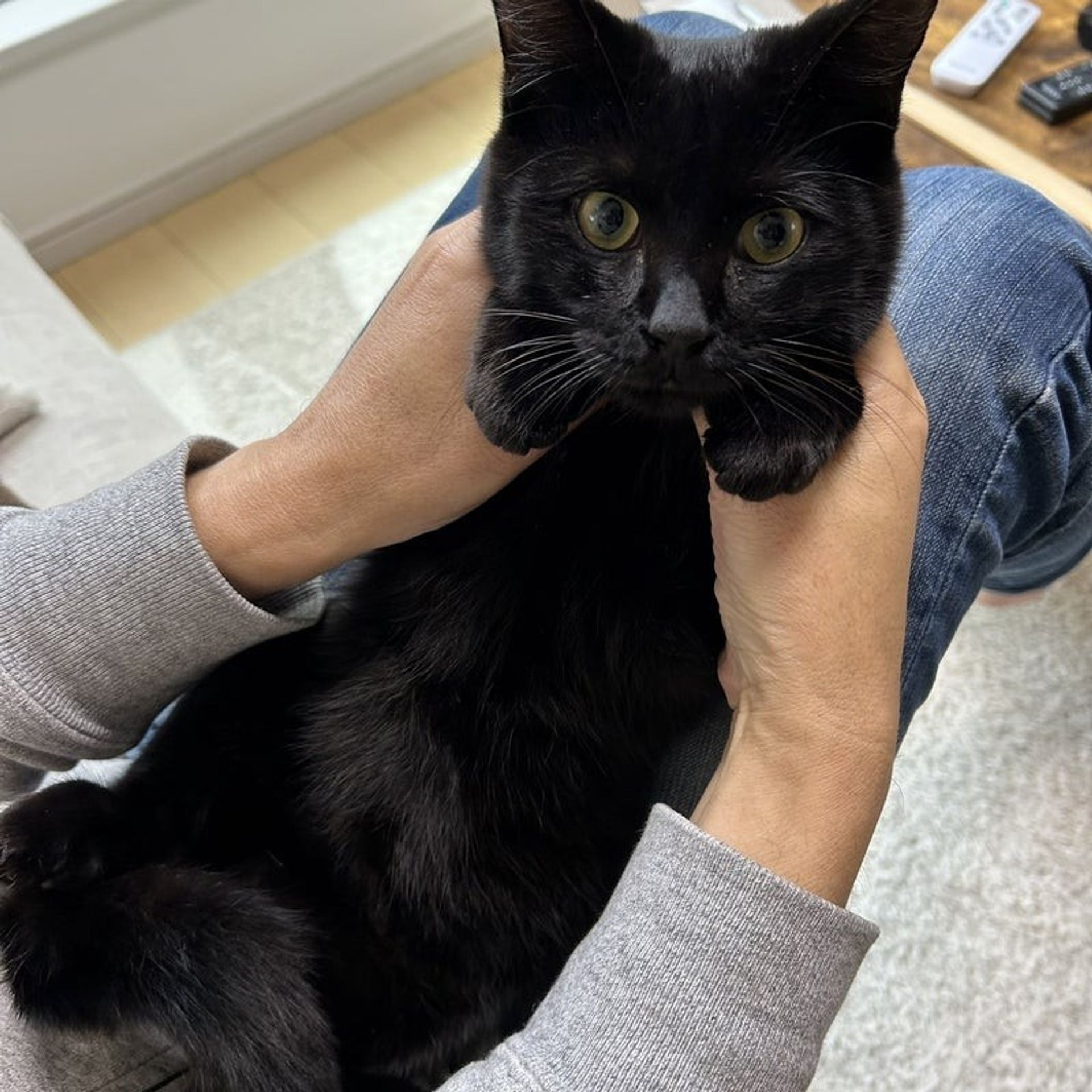 雑種（ミックス猫）・オスの里親募集の写真