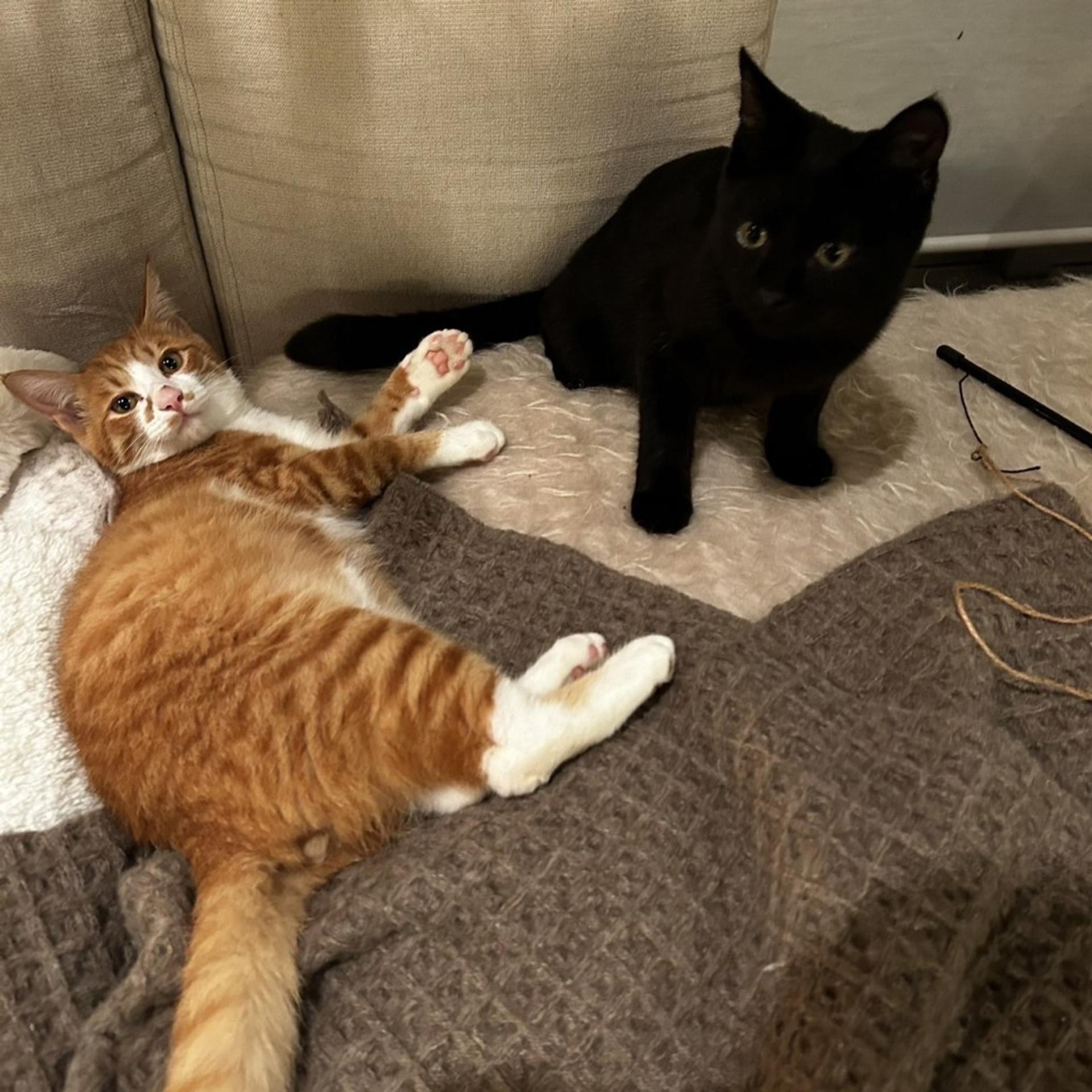 pet-image-3