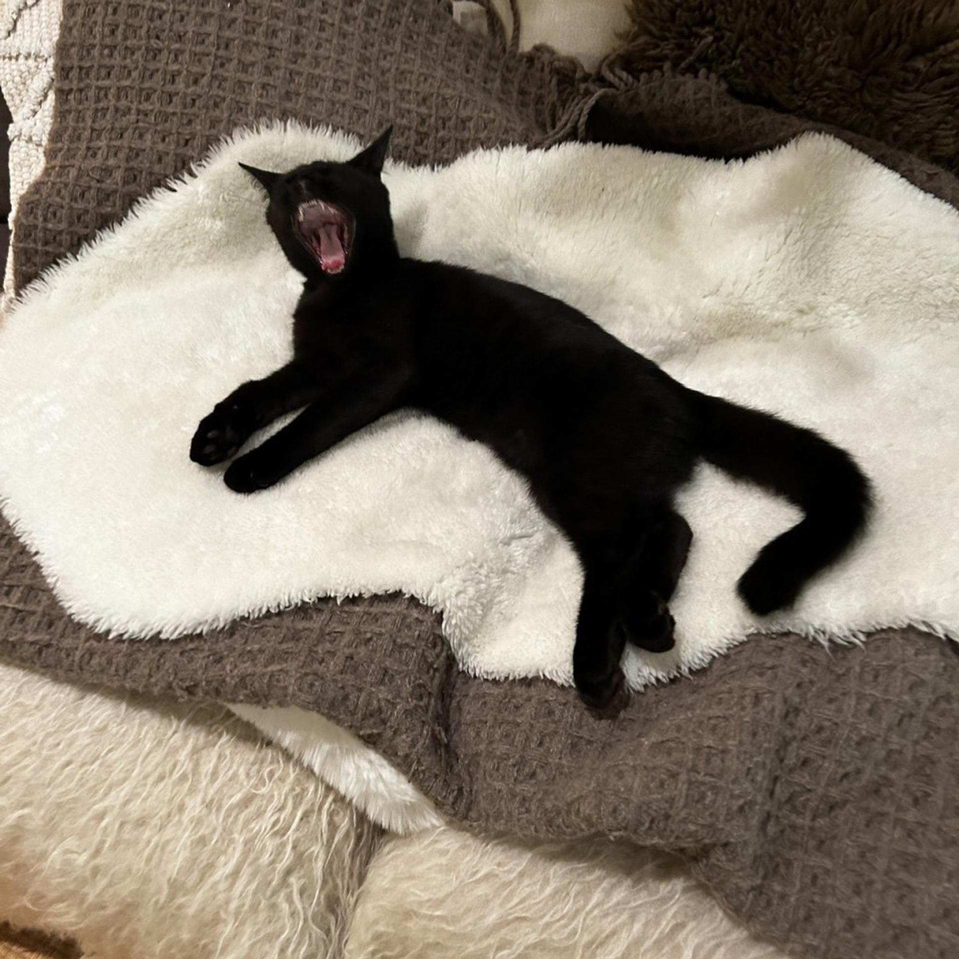 pet-image-4