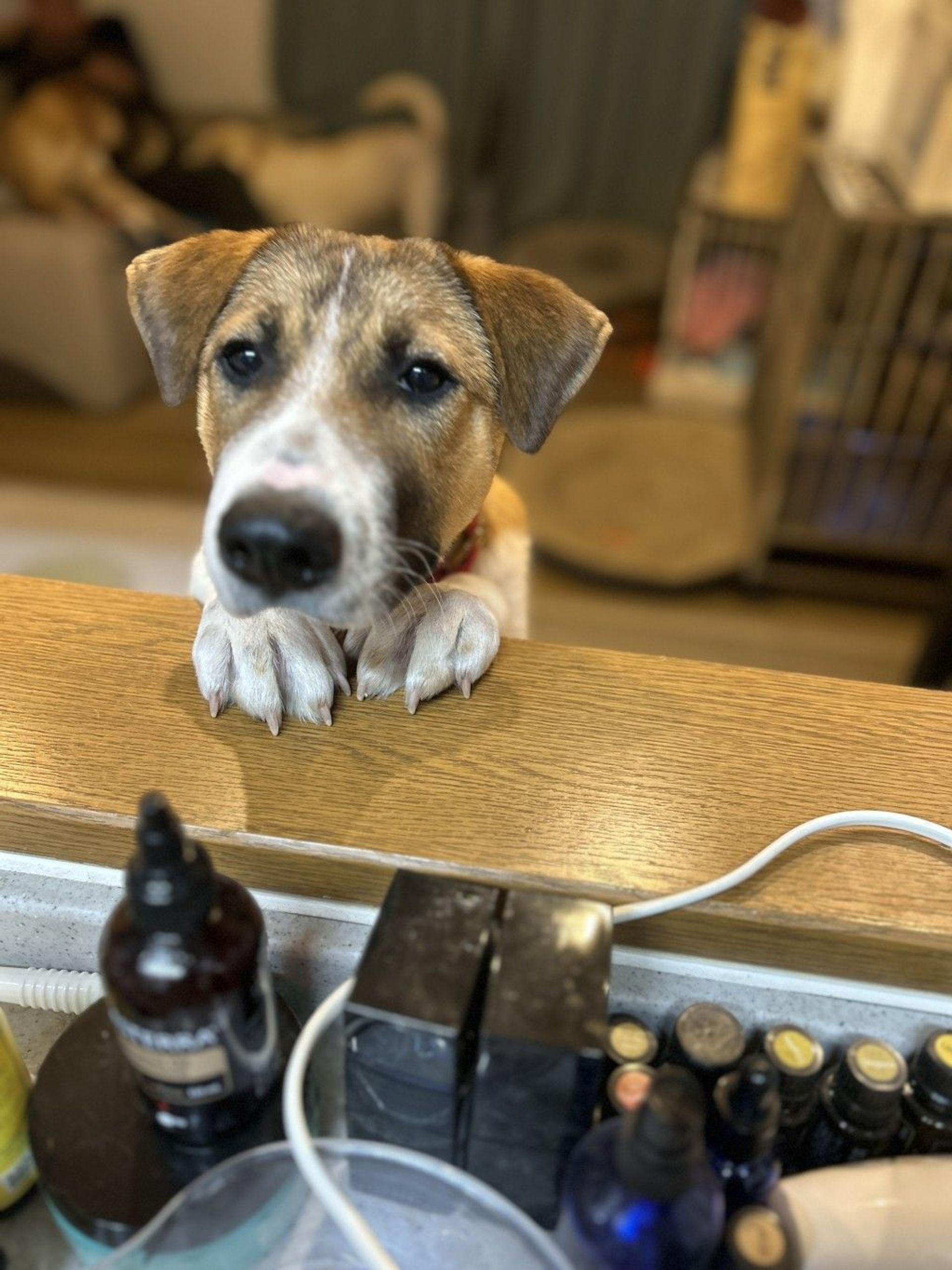 雑種（ミックス犬）・オスの里親募集の写真