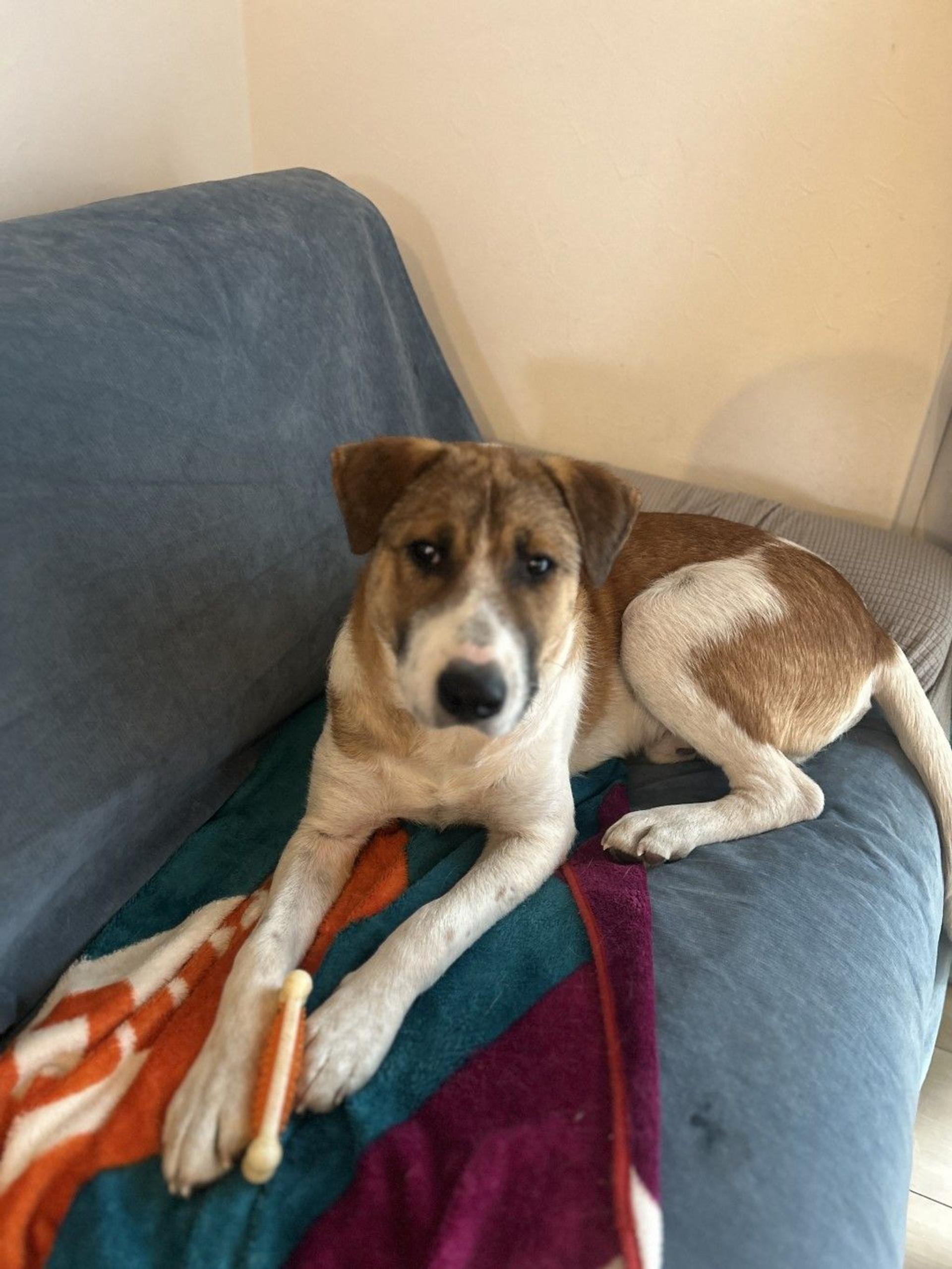 pet-image-2