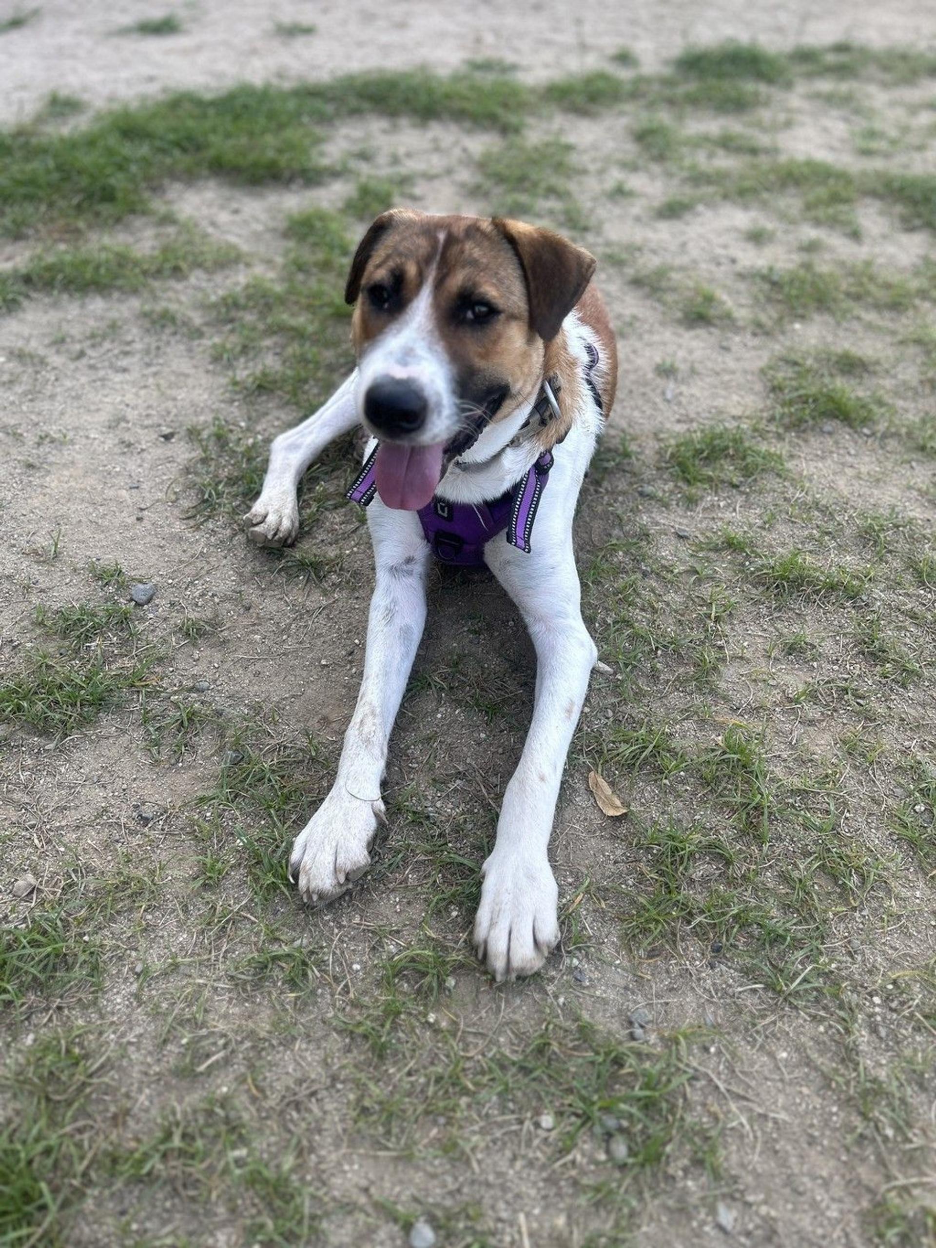 pet-image-3