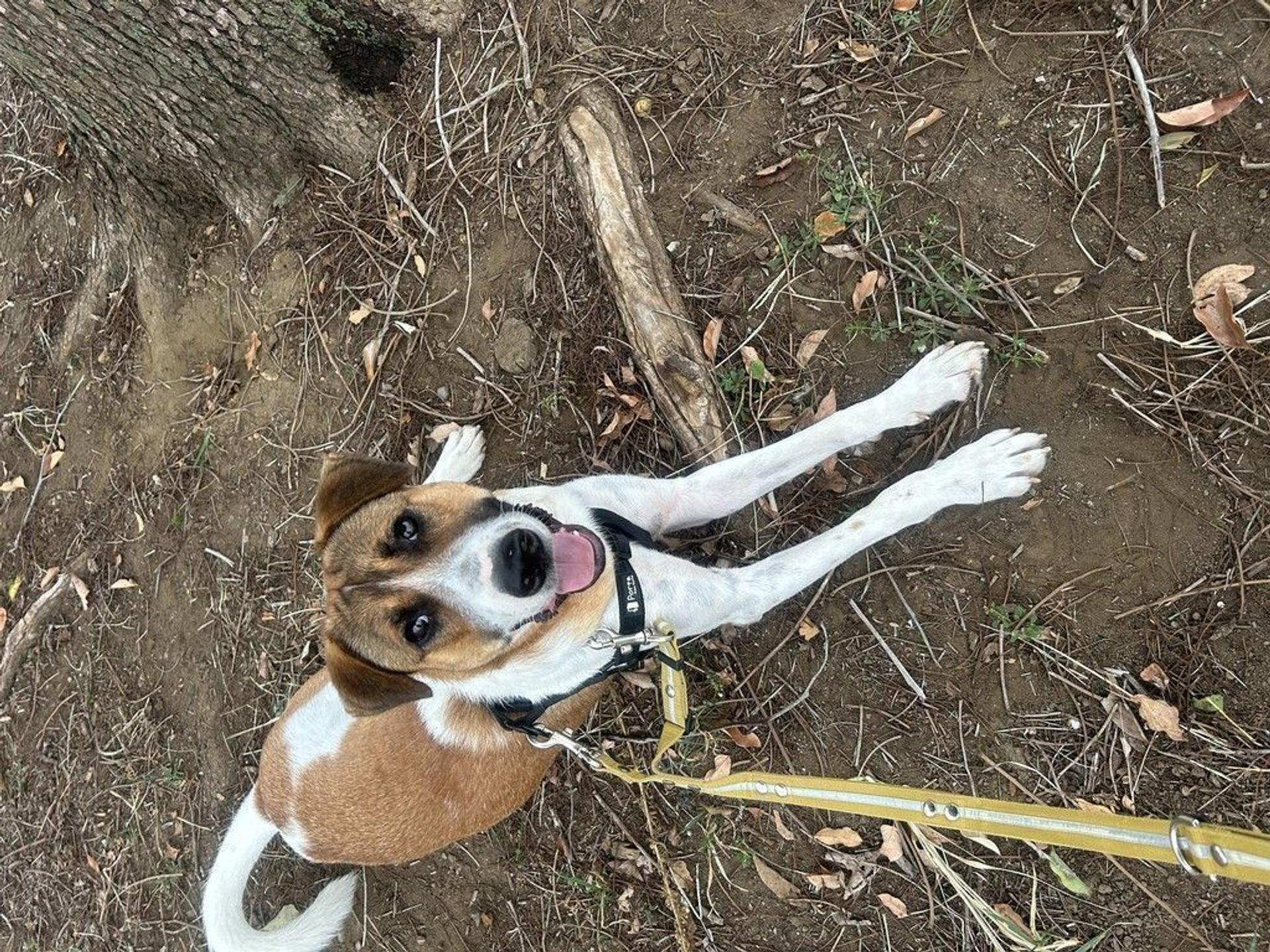 pet-image-6