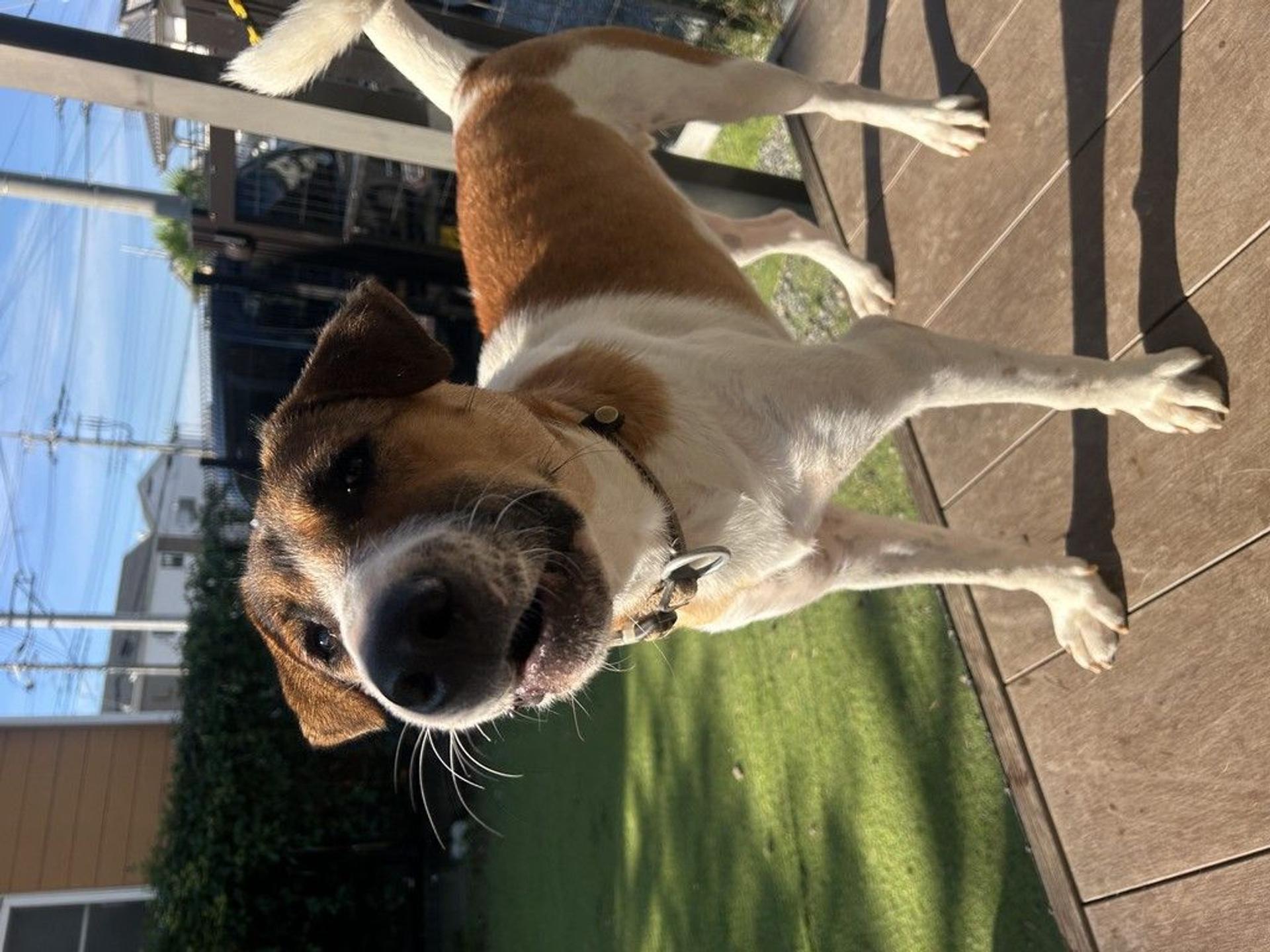 pet-image-7