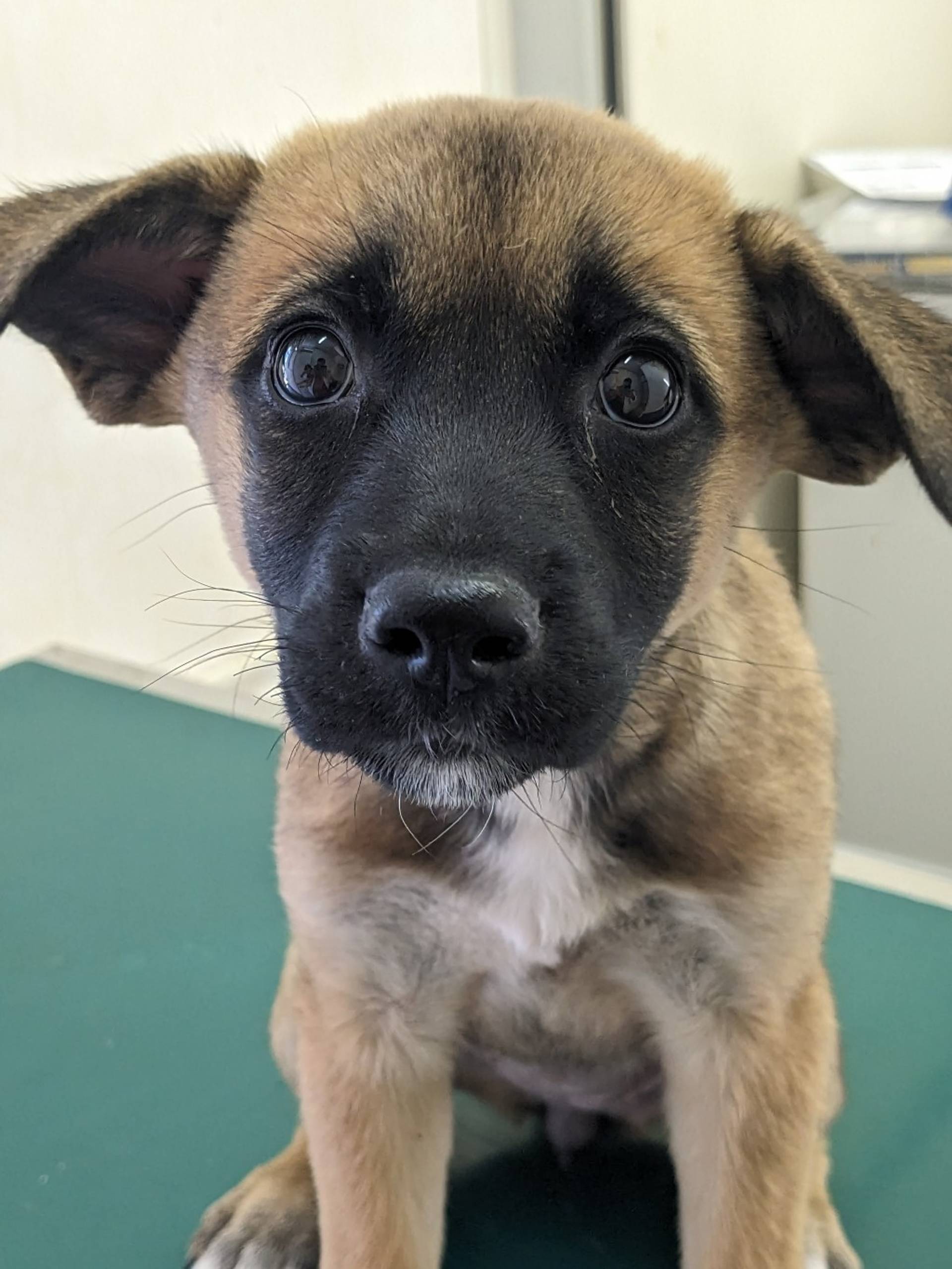 雑種（ミックス犬）・オスの里親募集の写真