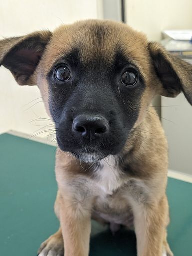 甘えん坊2ヶ月子犬