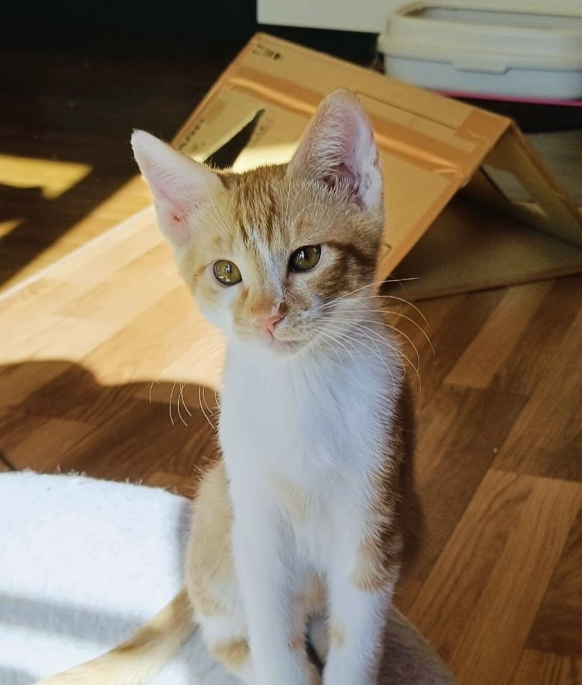 雑種（ミックス猫）・オスの里親募集の写真