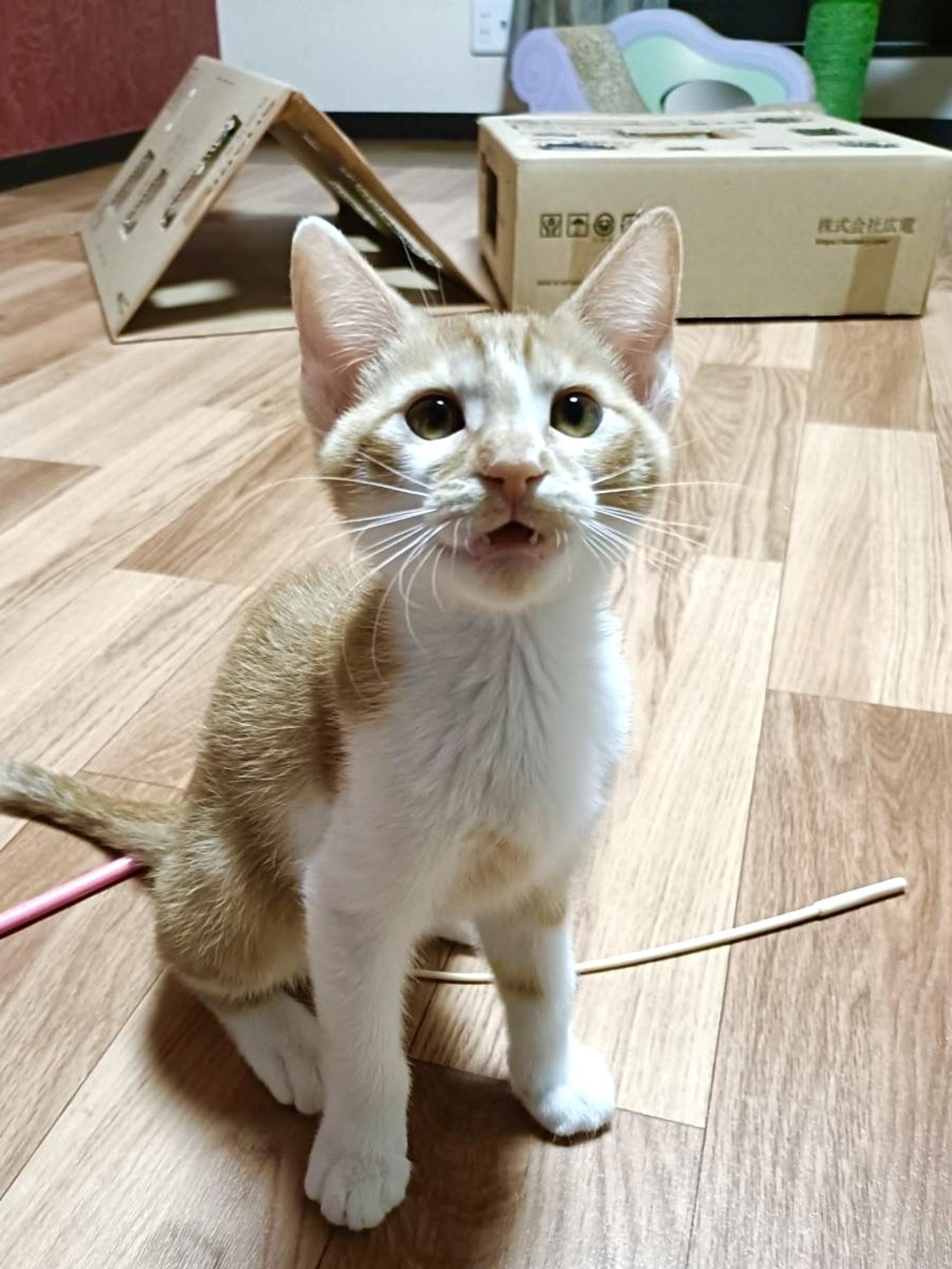 pet-image-2