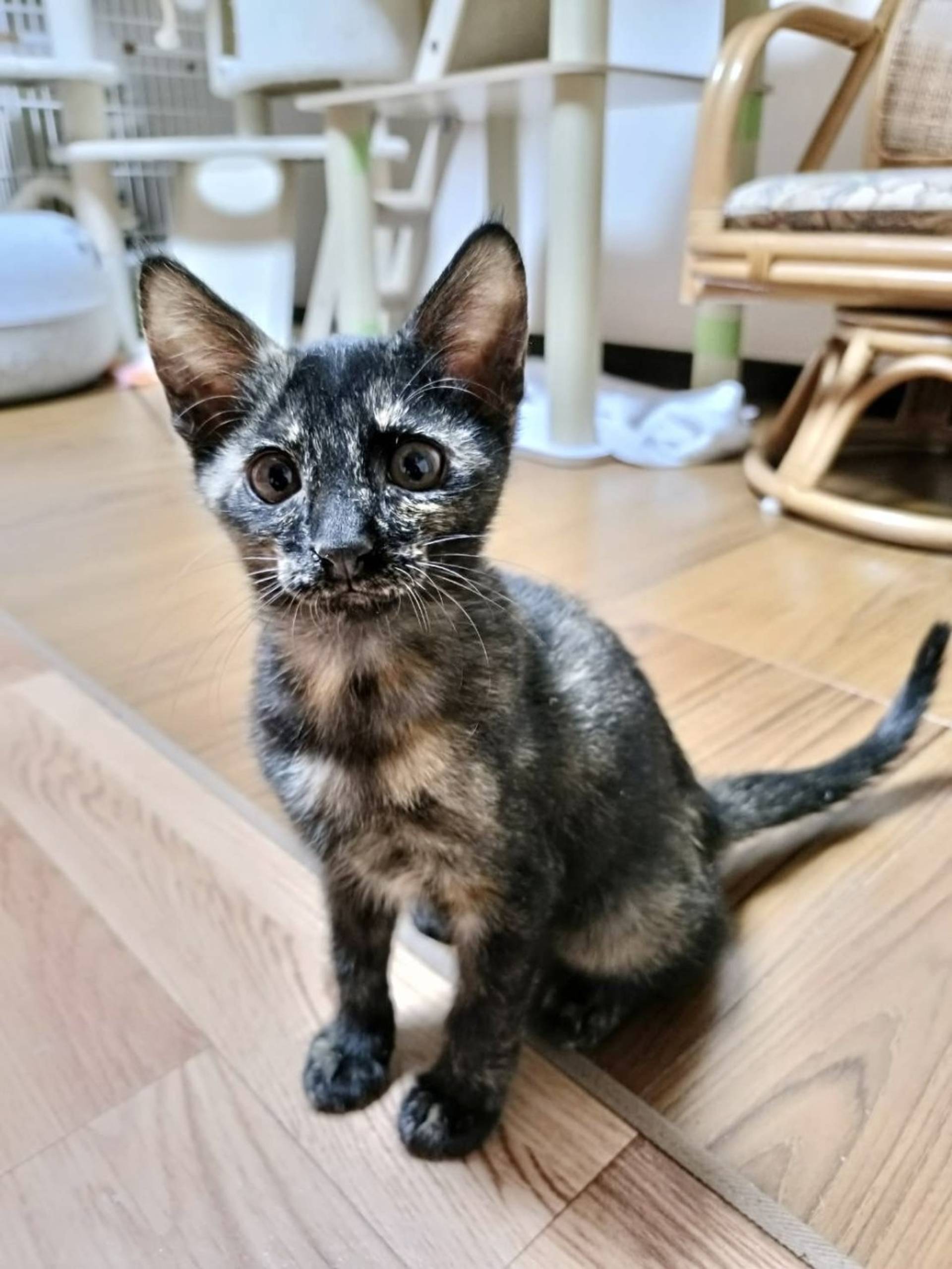 雑種（ミックス猫）・メスの里親募集の写真