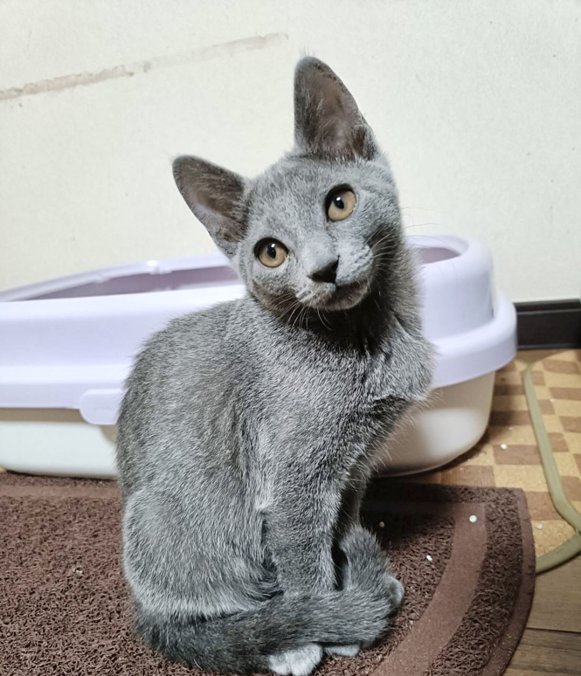 雑種（ミックス猫）・メスの里親募集の写真