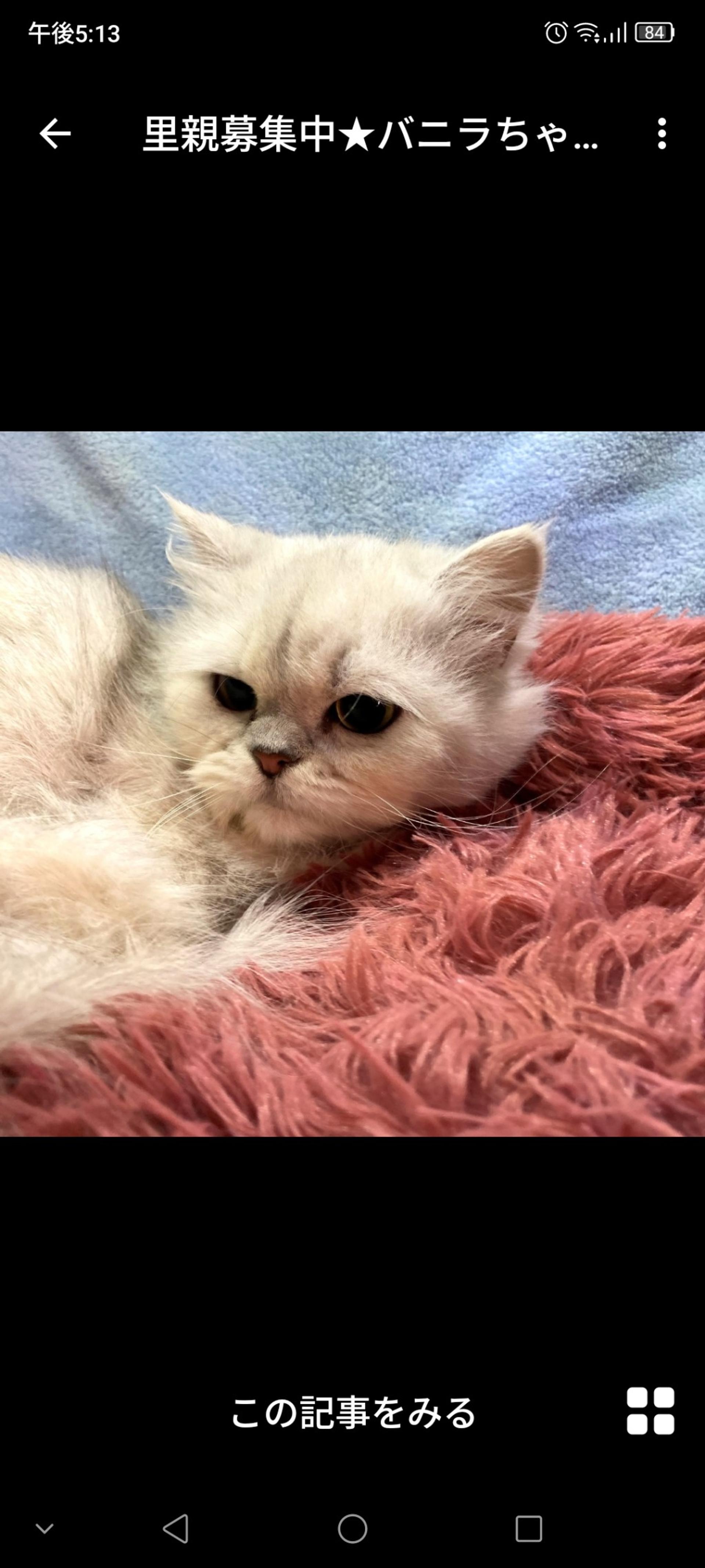 pet-image-2