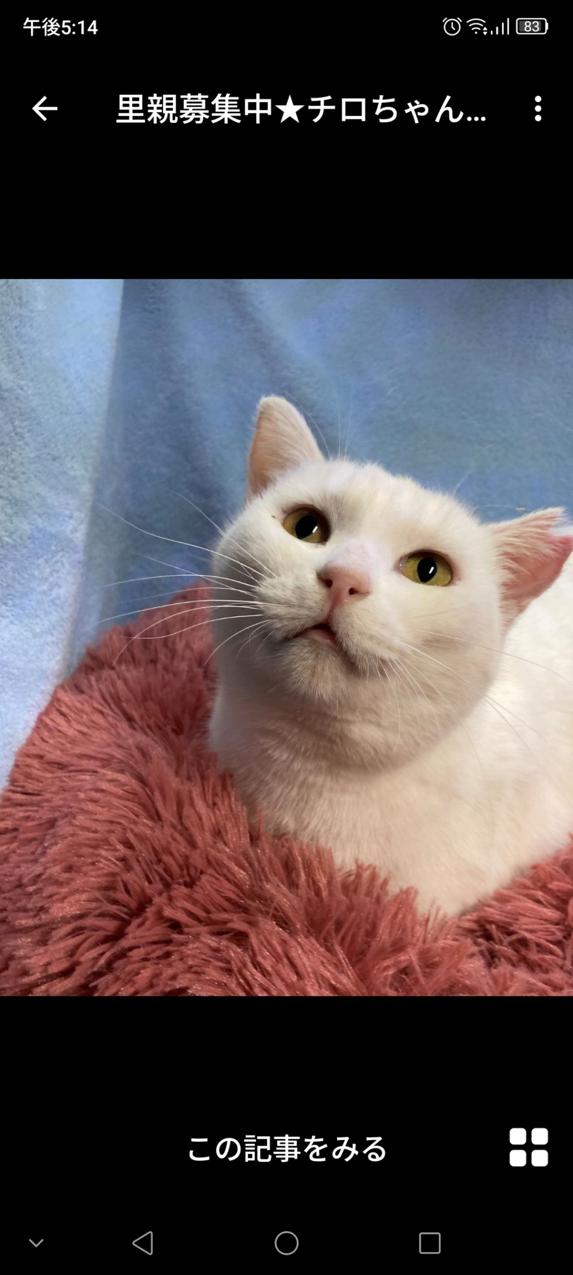 雑種（ミックス猫）・メスの里親募集の写真