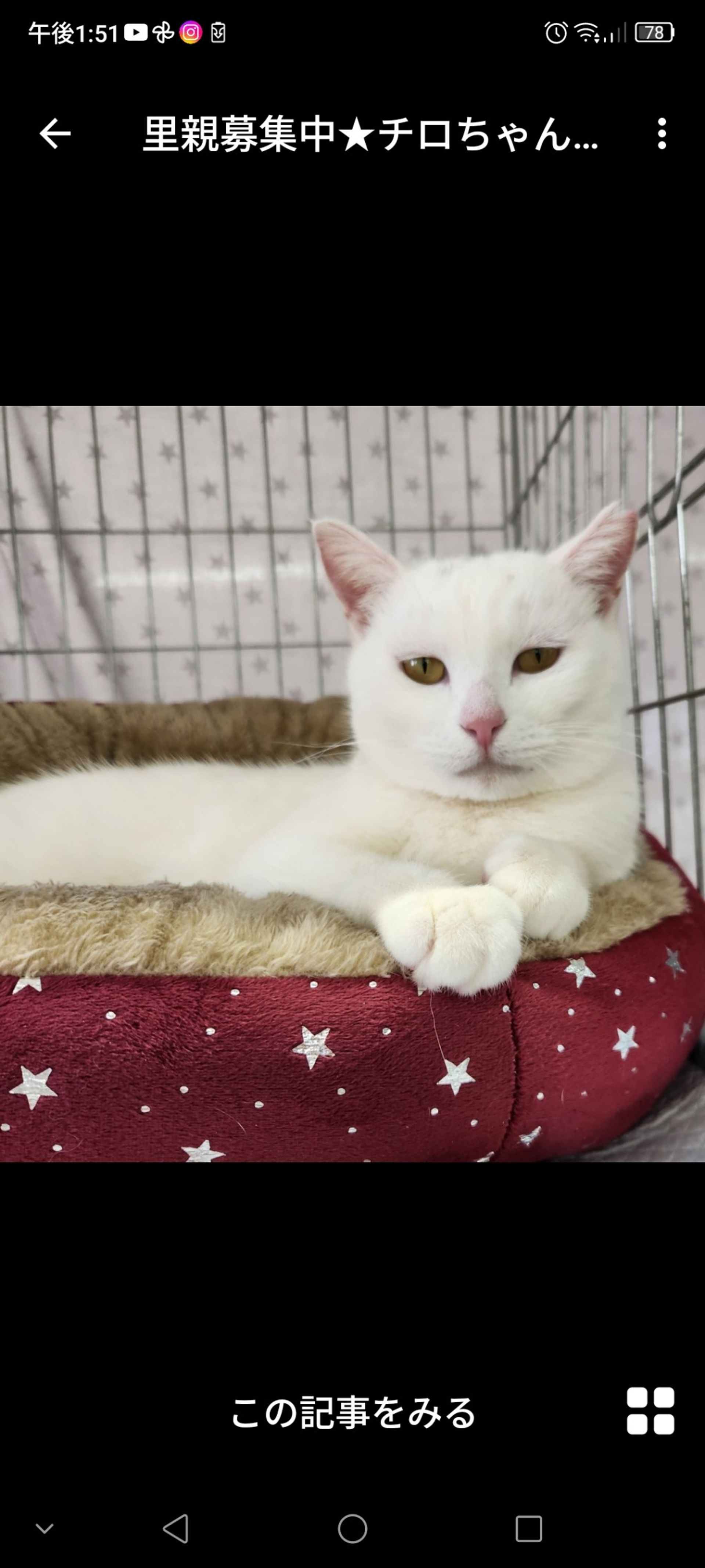雑種（ミックス猫）・メスの里親募集の写真