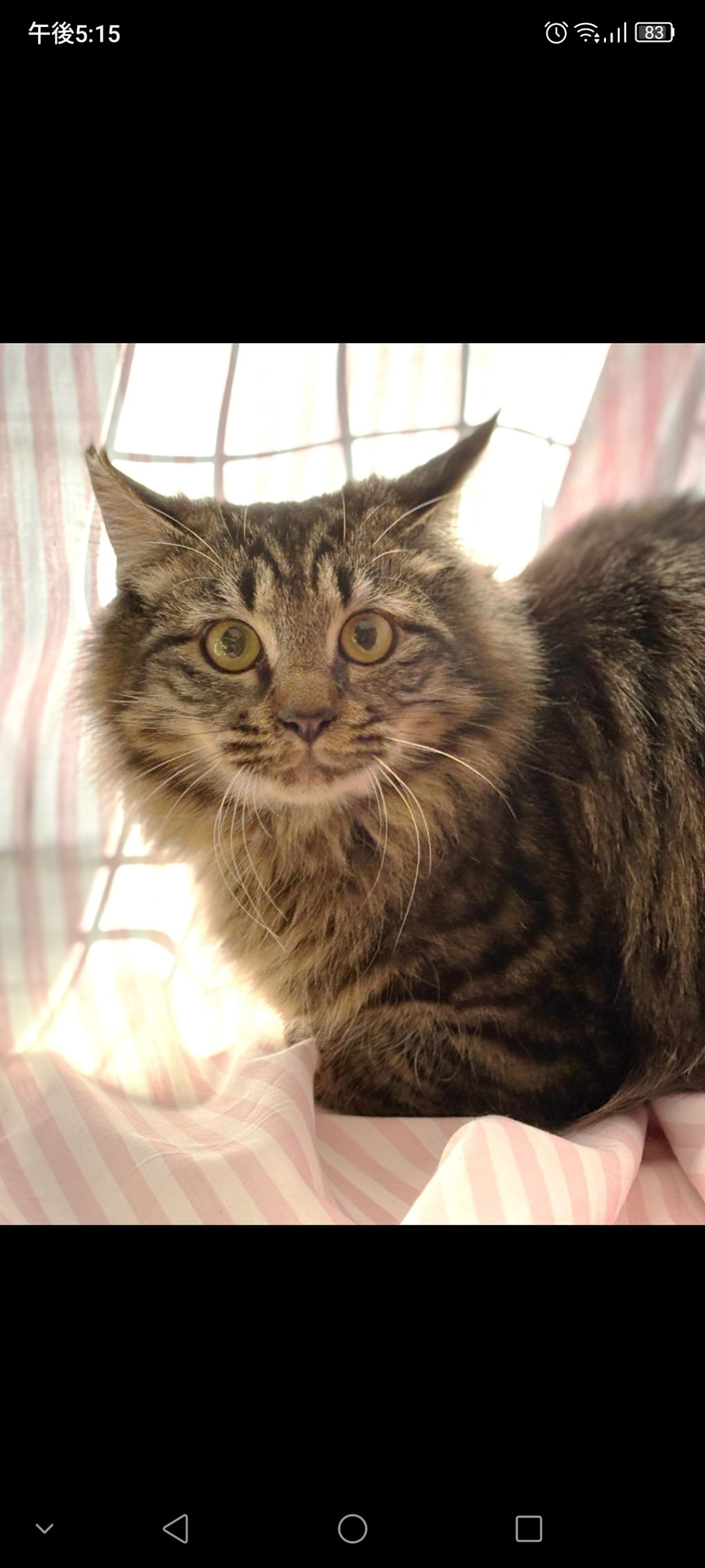雑種（ミックス猫）・オスの里親募集の写真