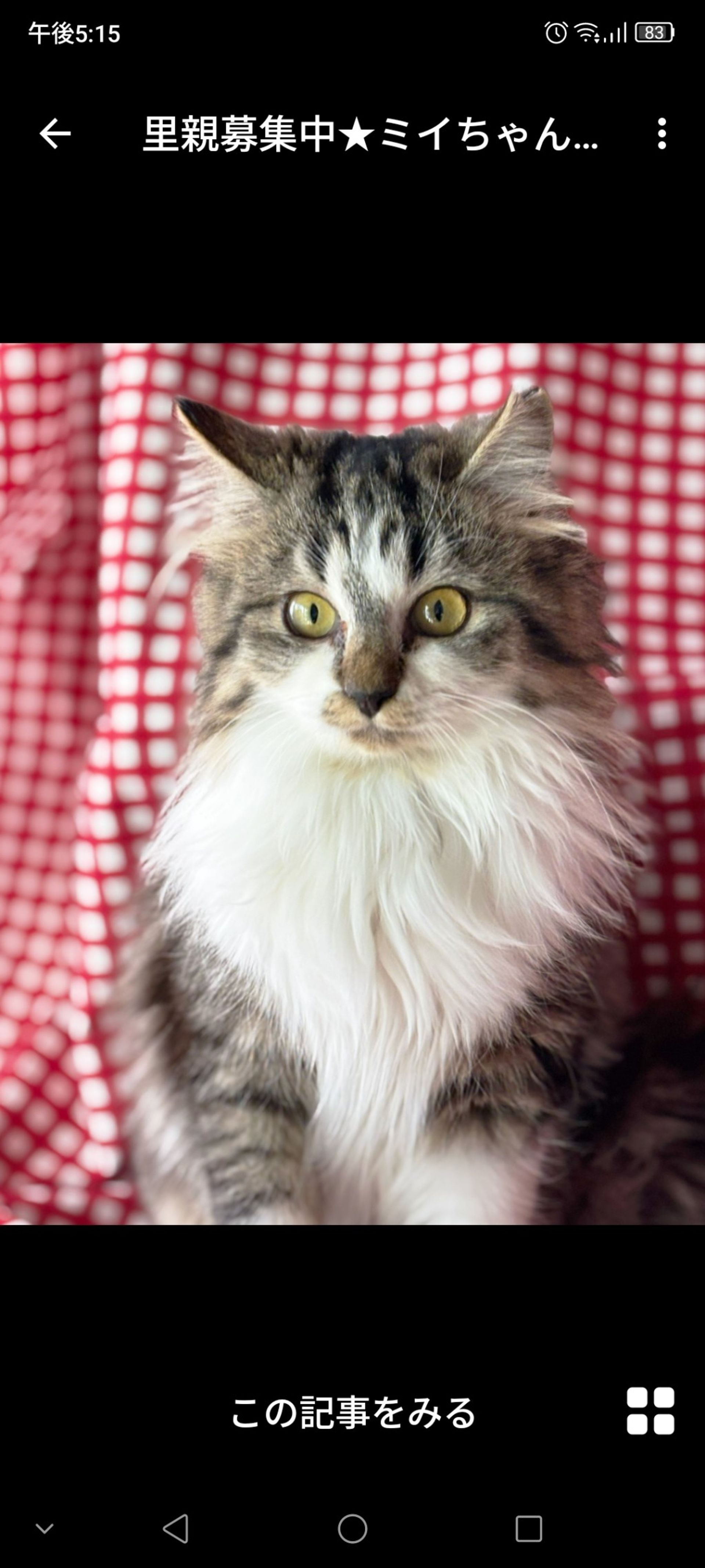 雑種（ミックス猫）・メスの里親募集の写真